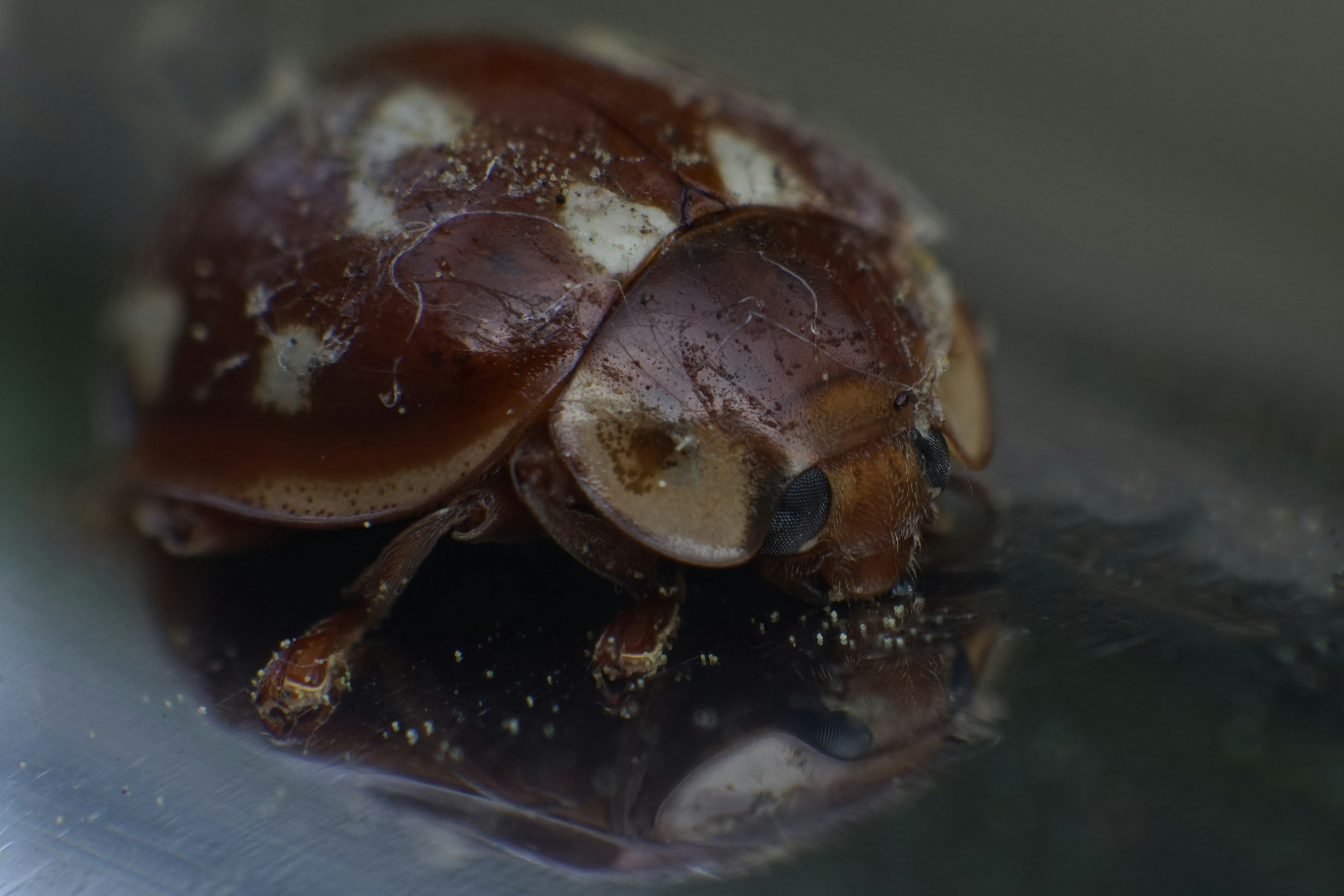 Close-up of a brown beetle on a glass surface