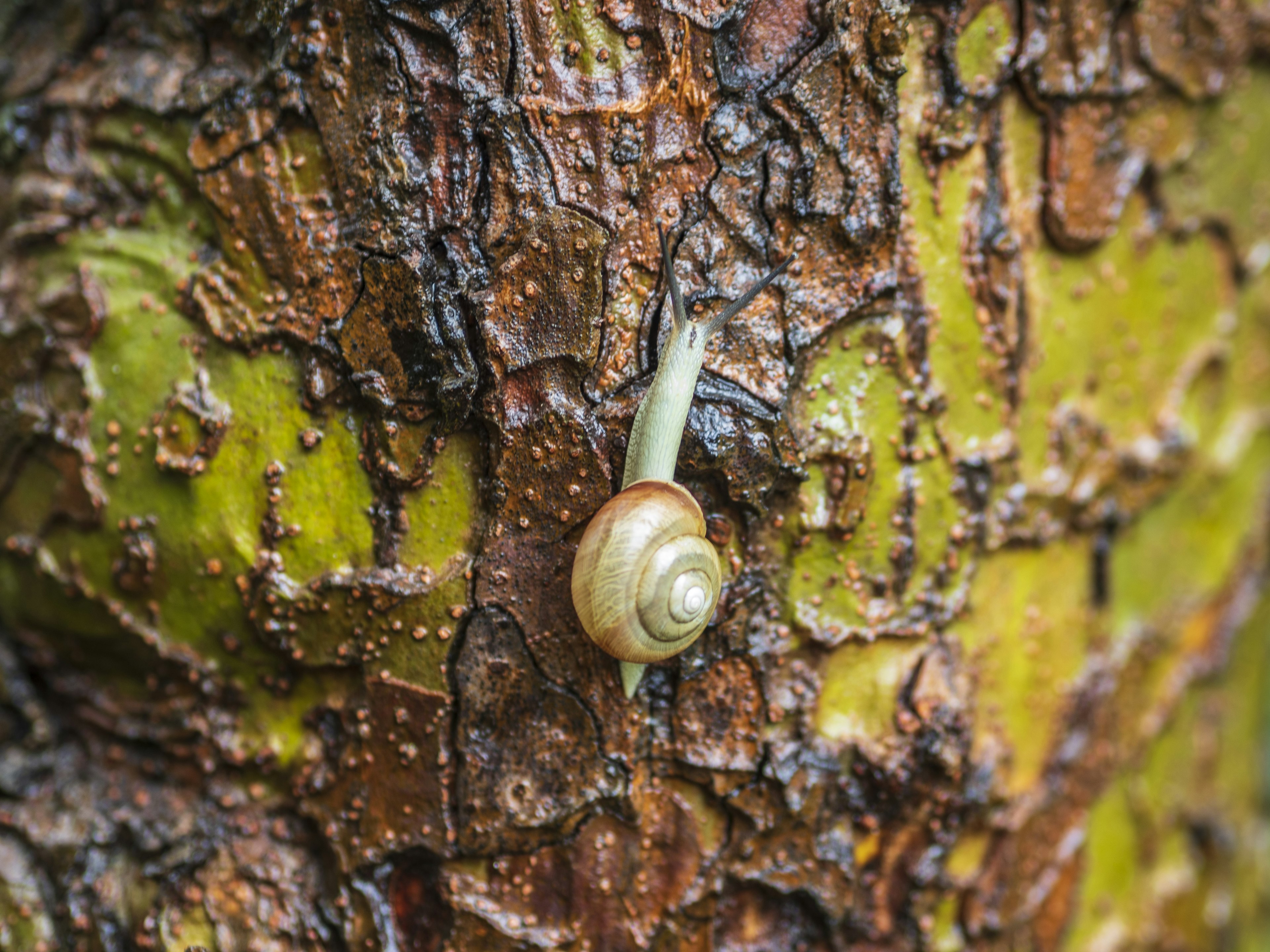 Close-up of a small snail climbing a tree trunk