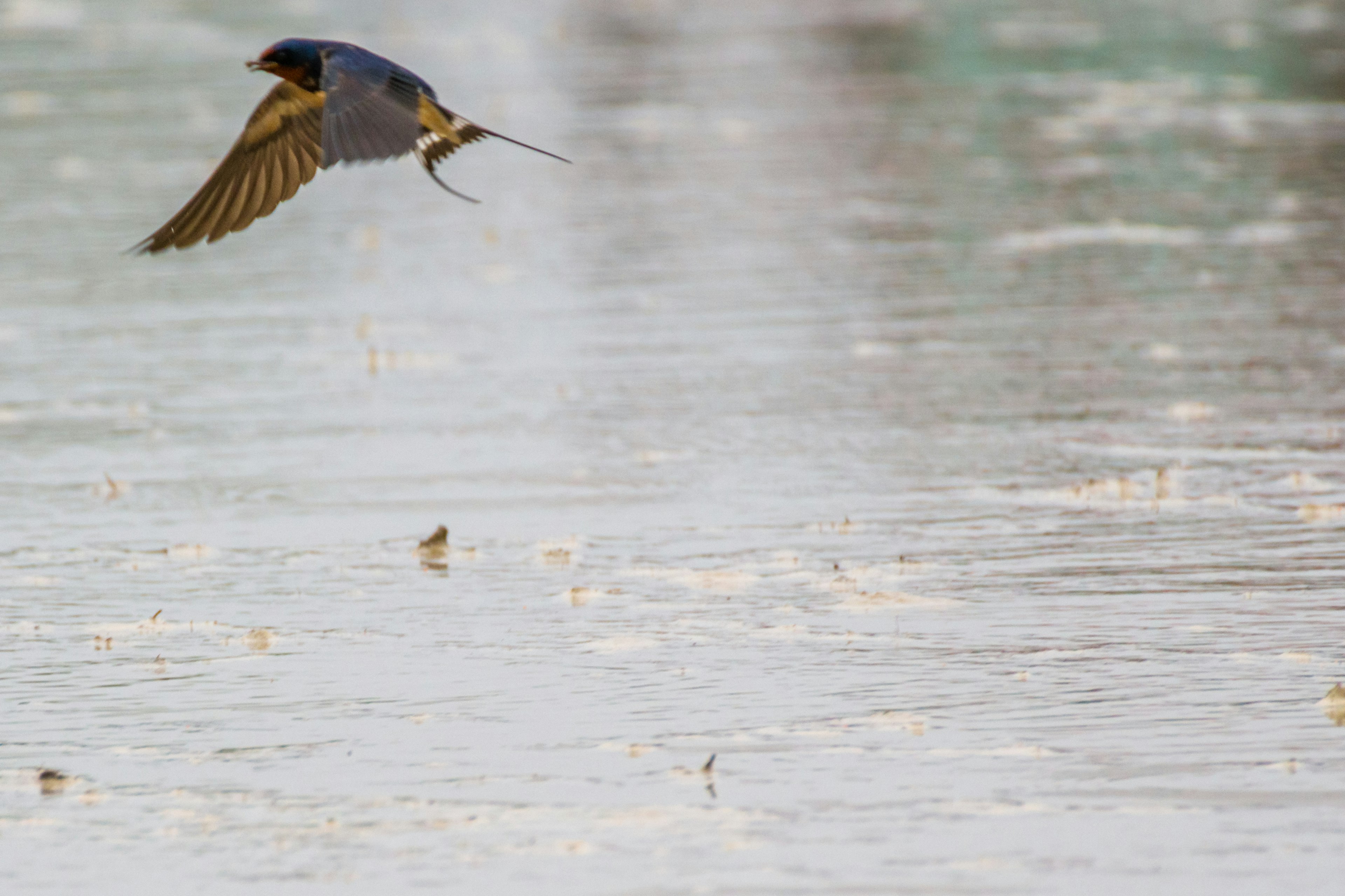 Burung terbang di atas permukaan air