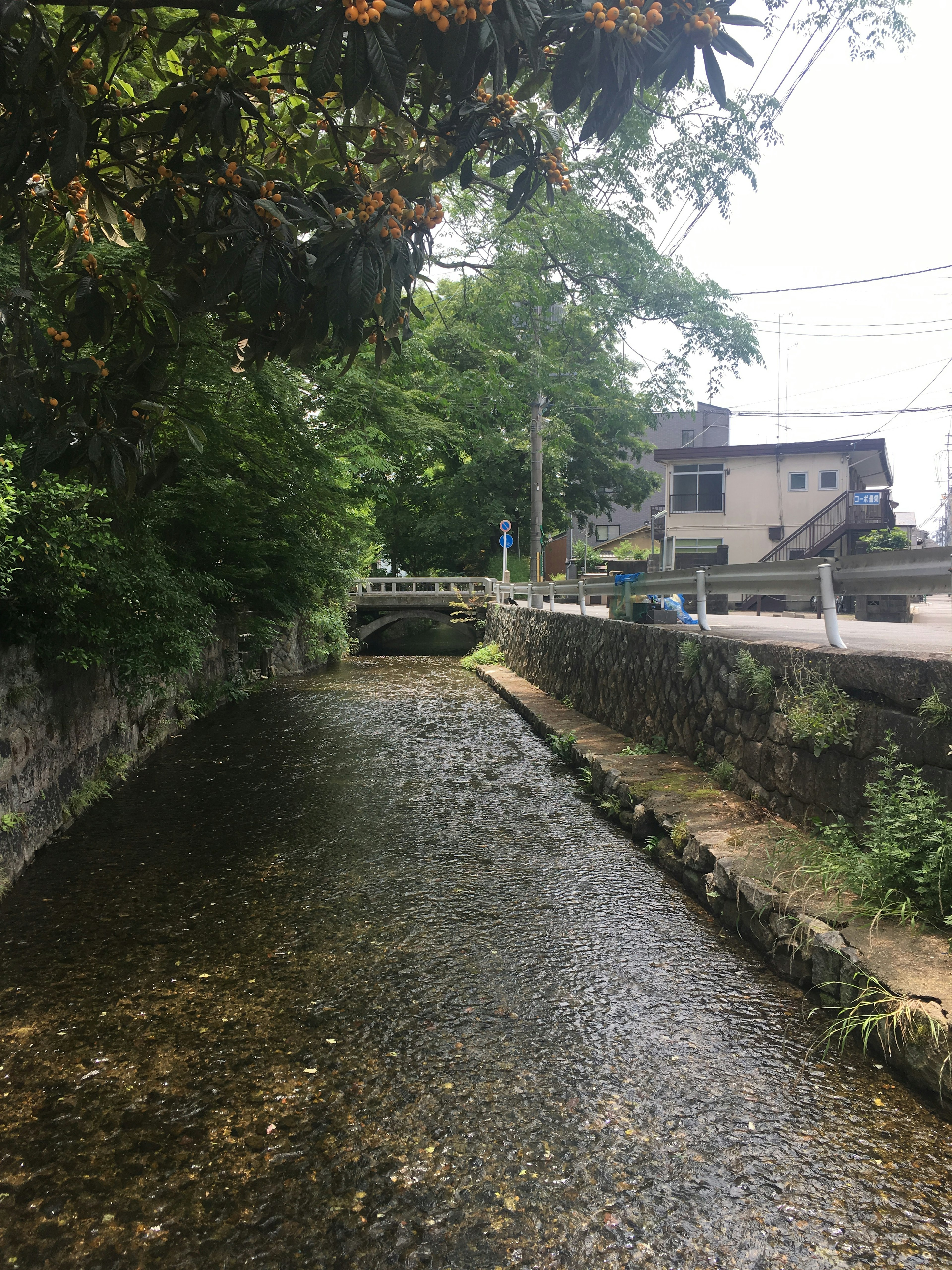 Pemandangan sungai yang tenang dengan pepohonan rimbun dan bangunan di dekatnya