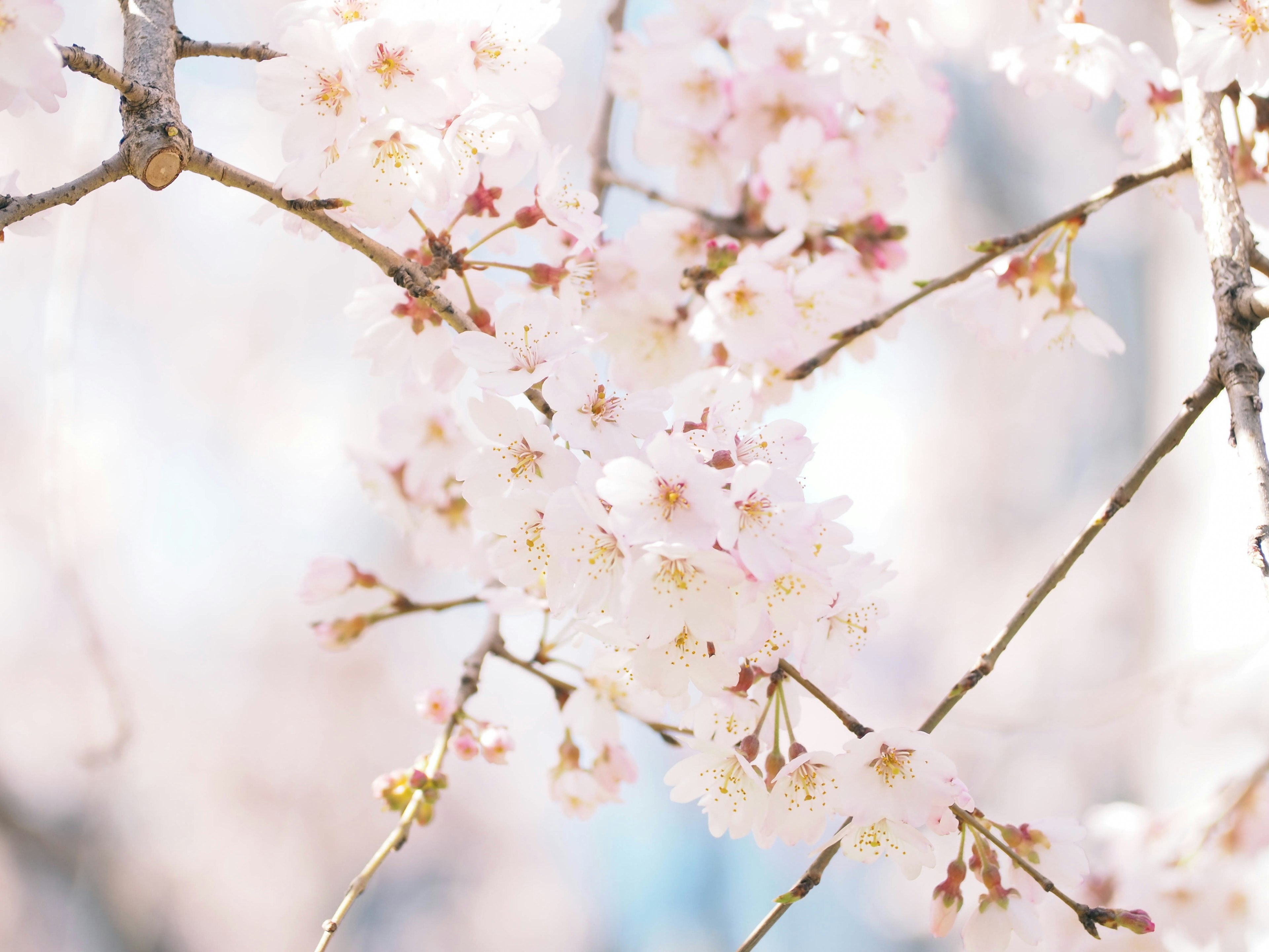 Gros plan de branches de cerisier avec des fleurs roses délicates