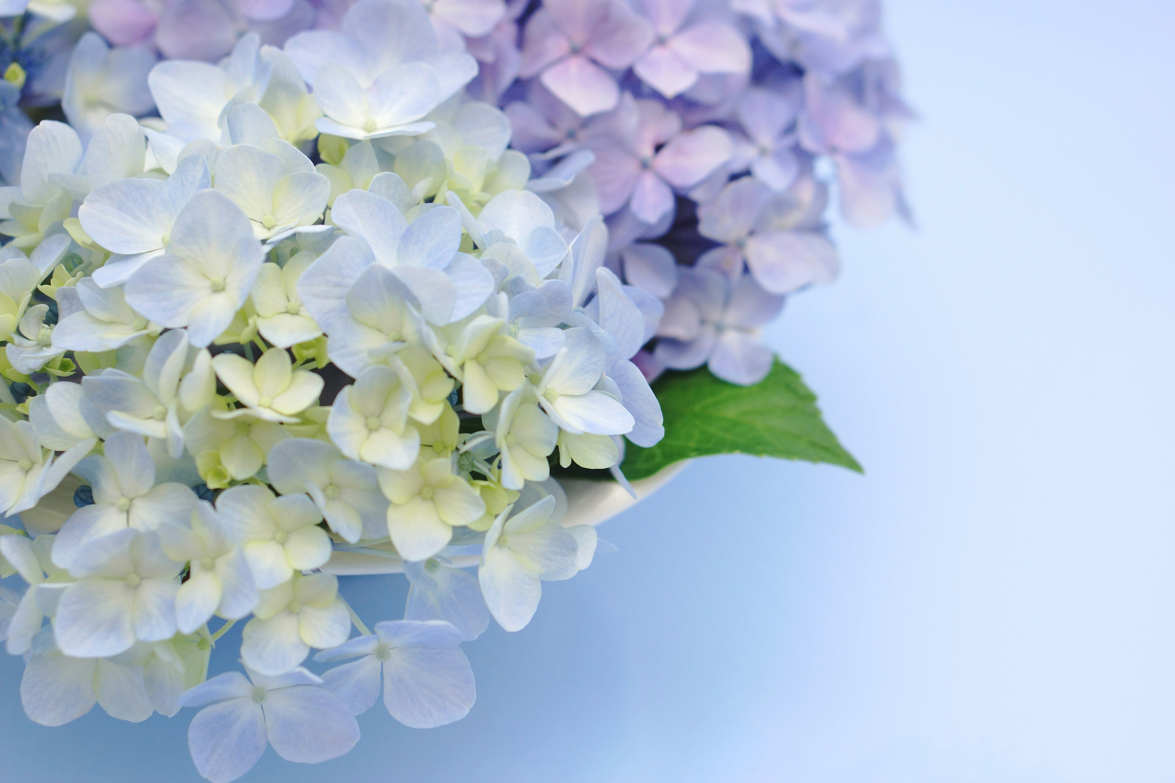 A bouquet of white and purple hydrangeas against a blue background