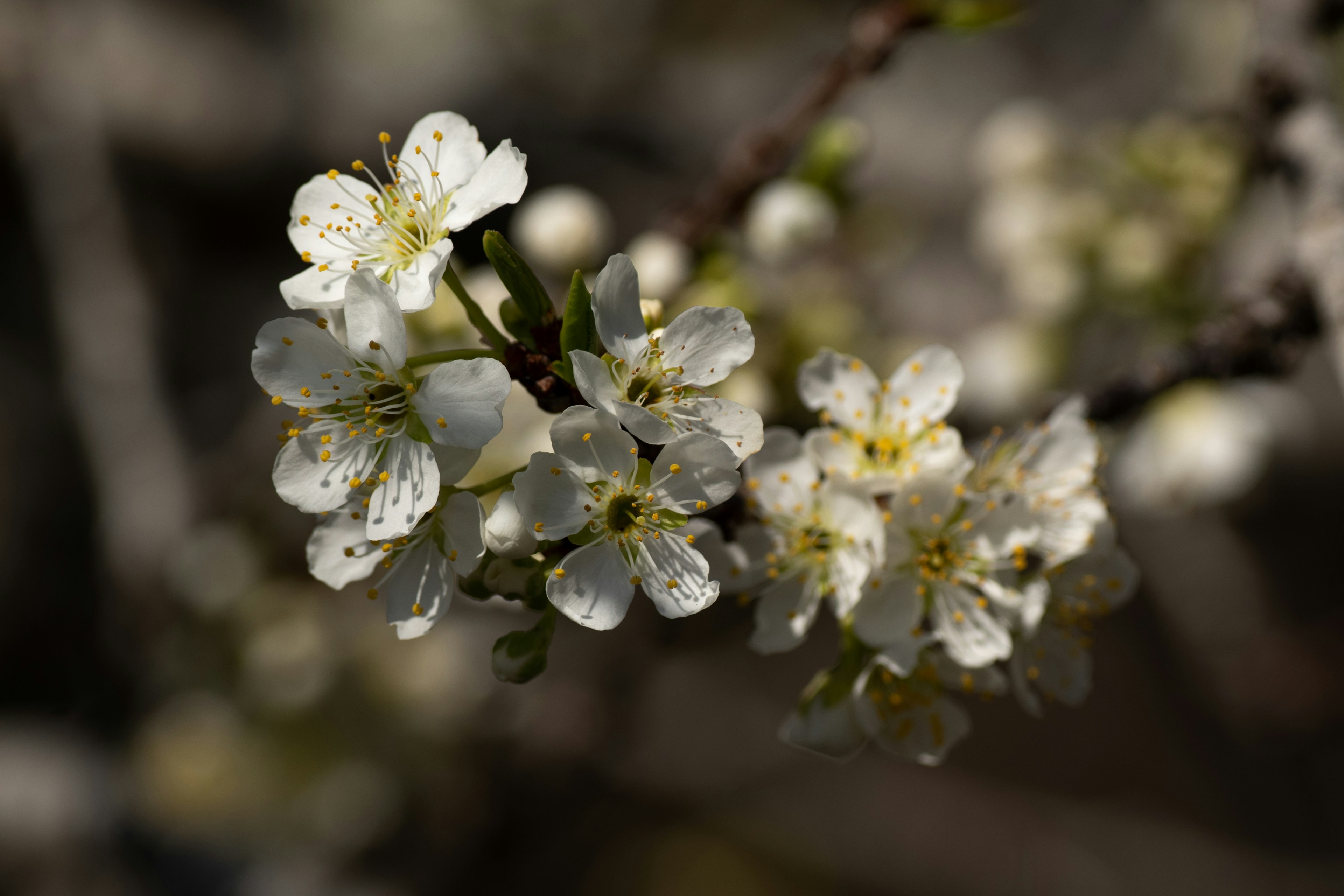 Gros plan de branches avec des fleurs blanches en fleurs