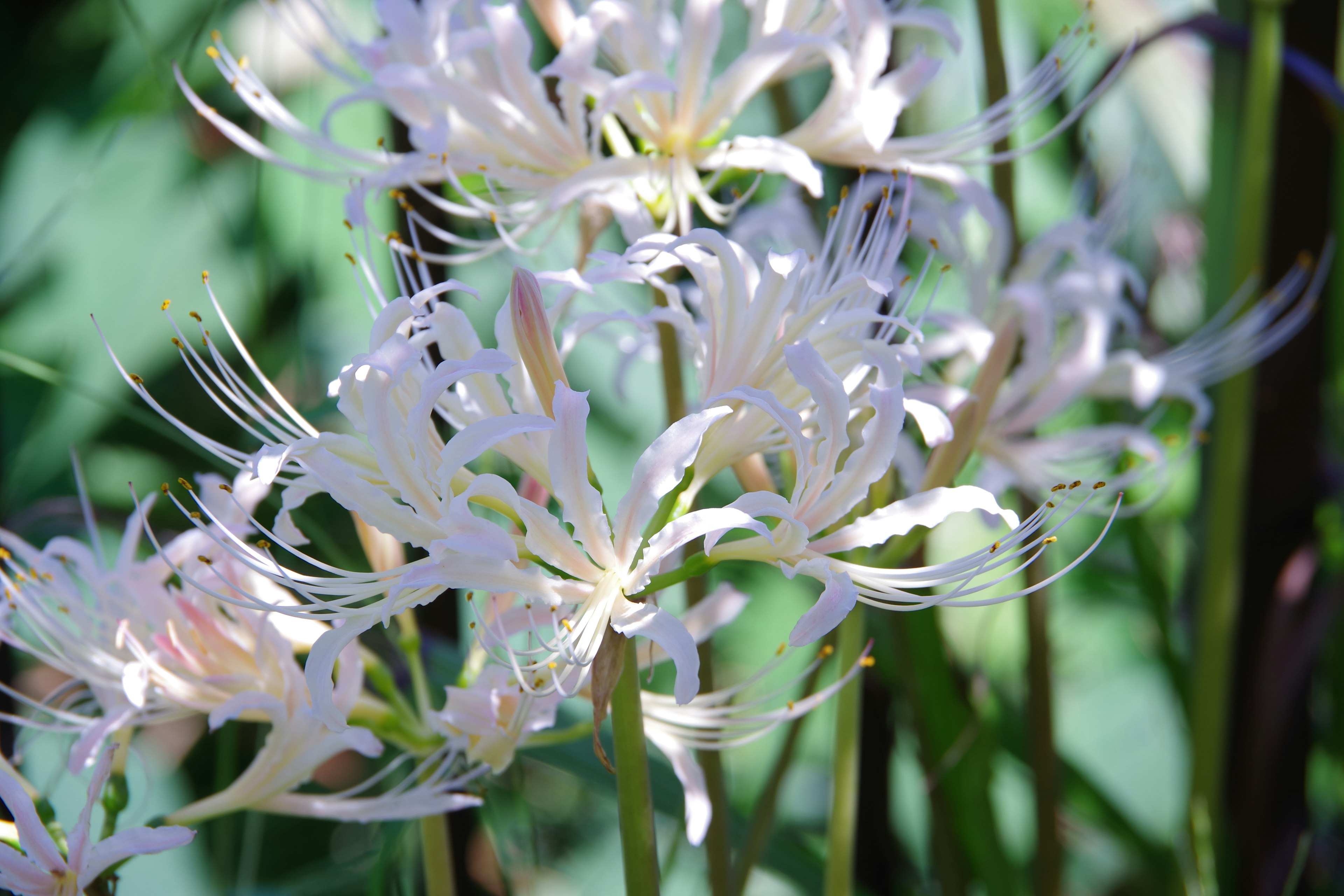 Bella pianta con fiori bianchi e sfondo verde