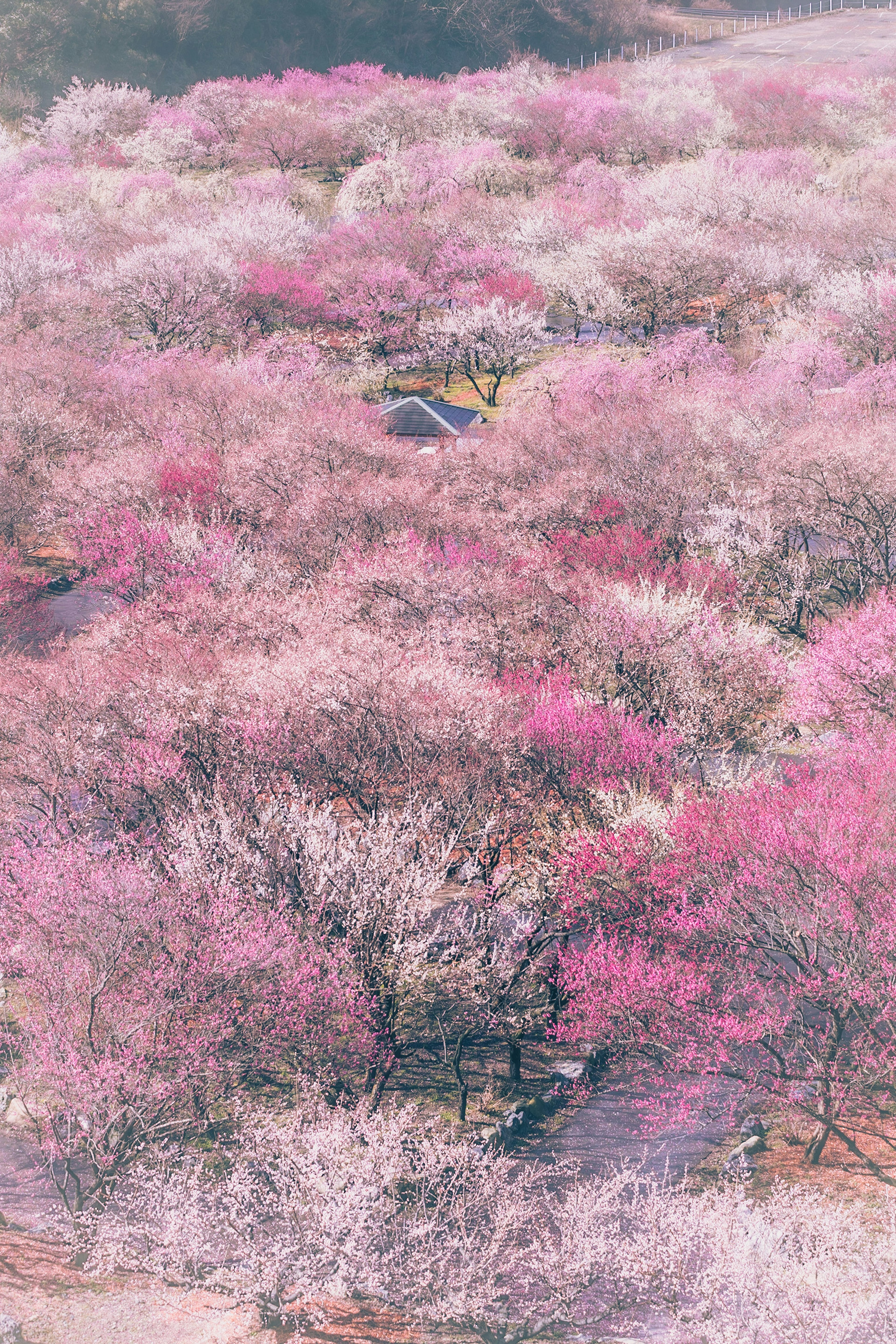 Hermoso paisaje con cerezos en flor Varias tonalidades de flores rosas se extienden