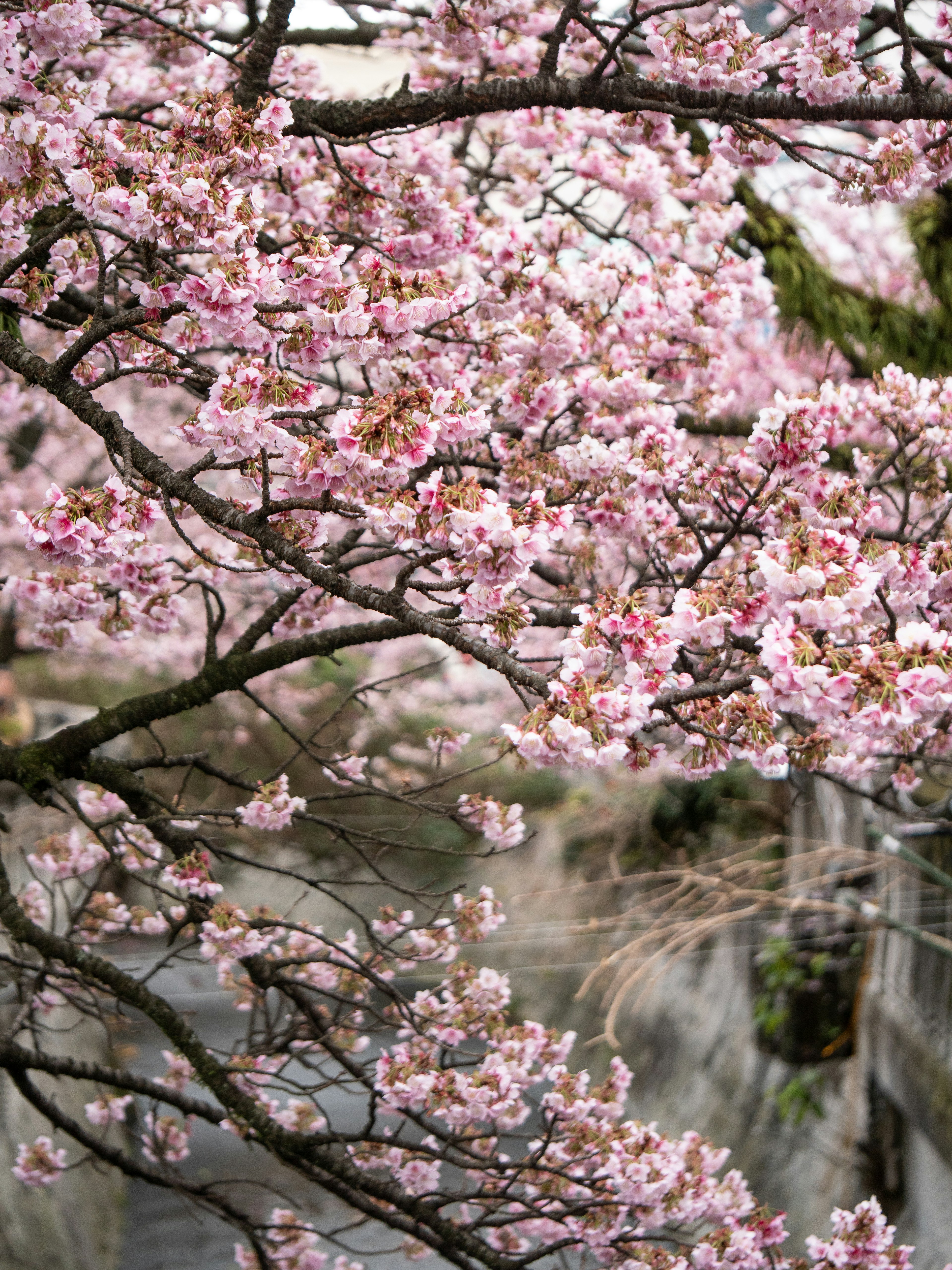 Kedekatan cabang bunga sakura yang sedang mekar