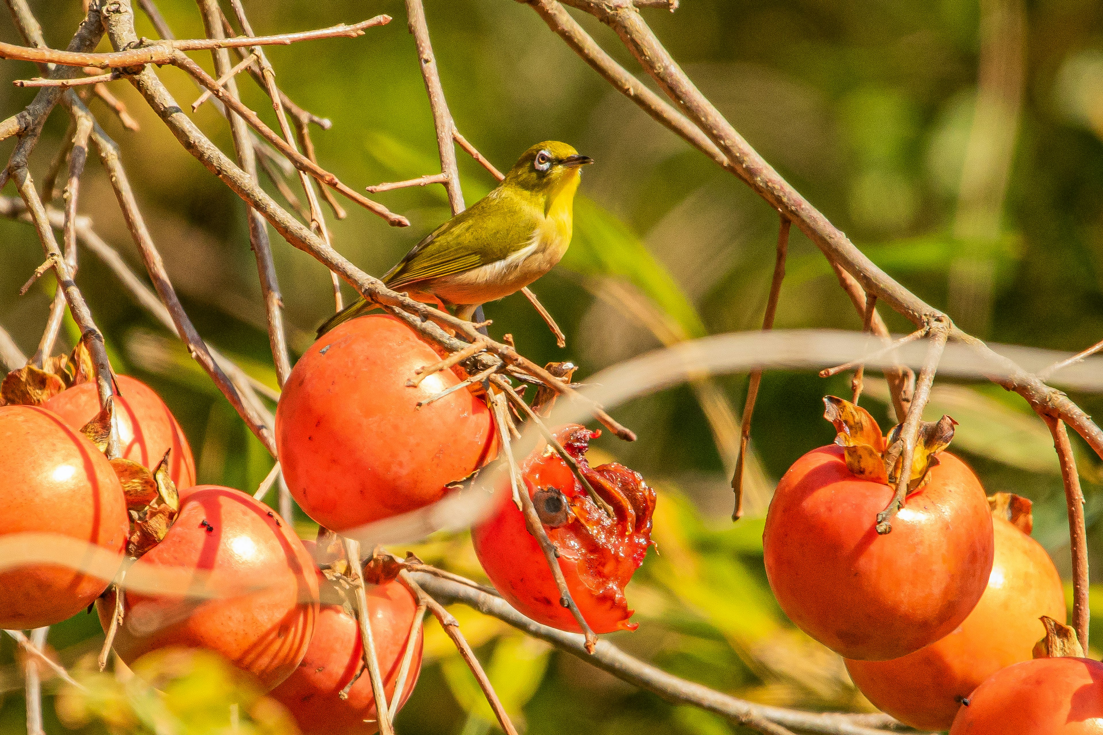 Un piccolo uccello verde appollaiato su un ramo di un albero di cachi con cachi maturi sullo sfondo