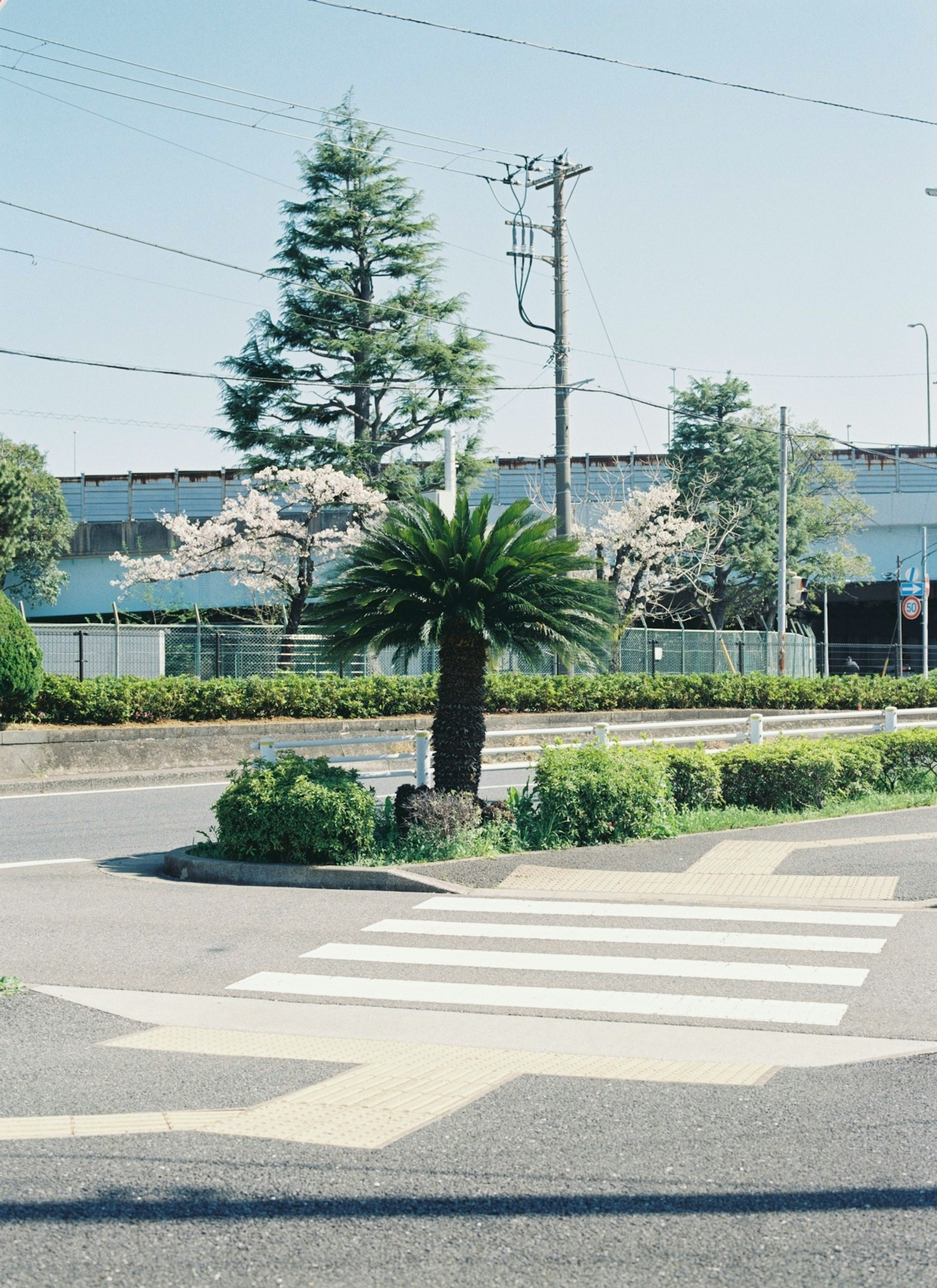 交差点にあるヤシの木と白い横断歩道の風景