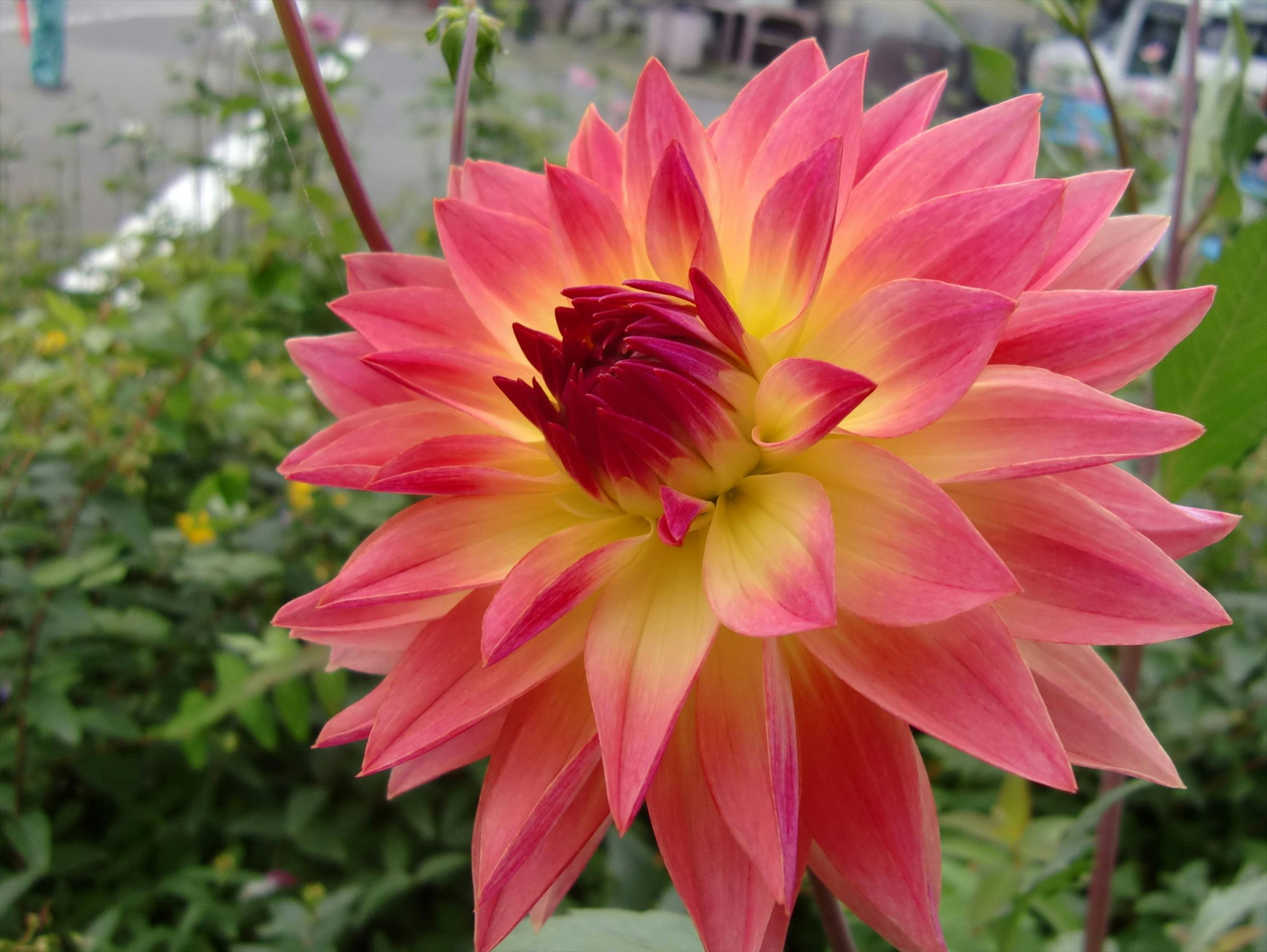 Fleur de dahlias rose et jaune éclatant en pleine floraison