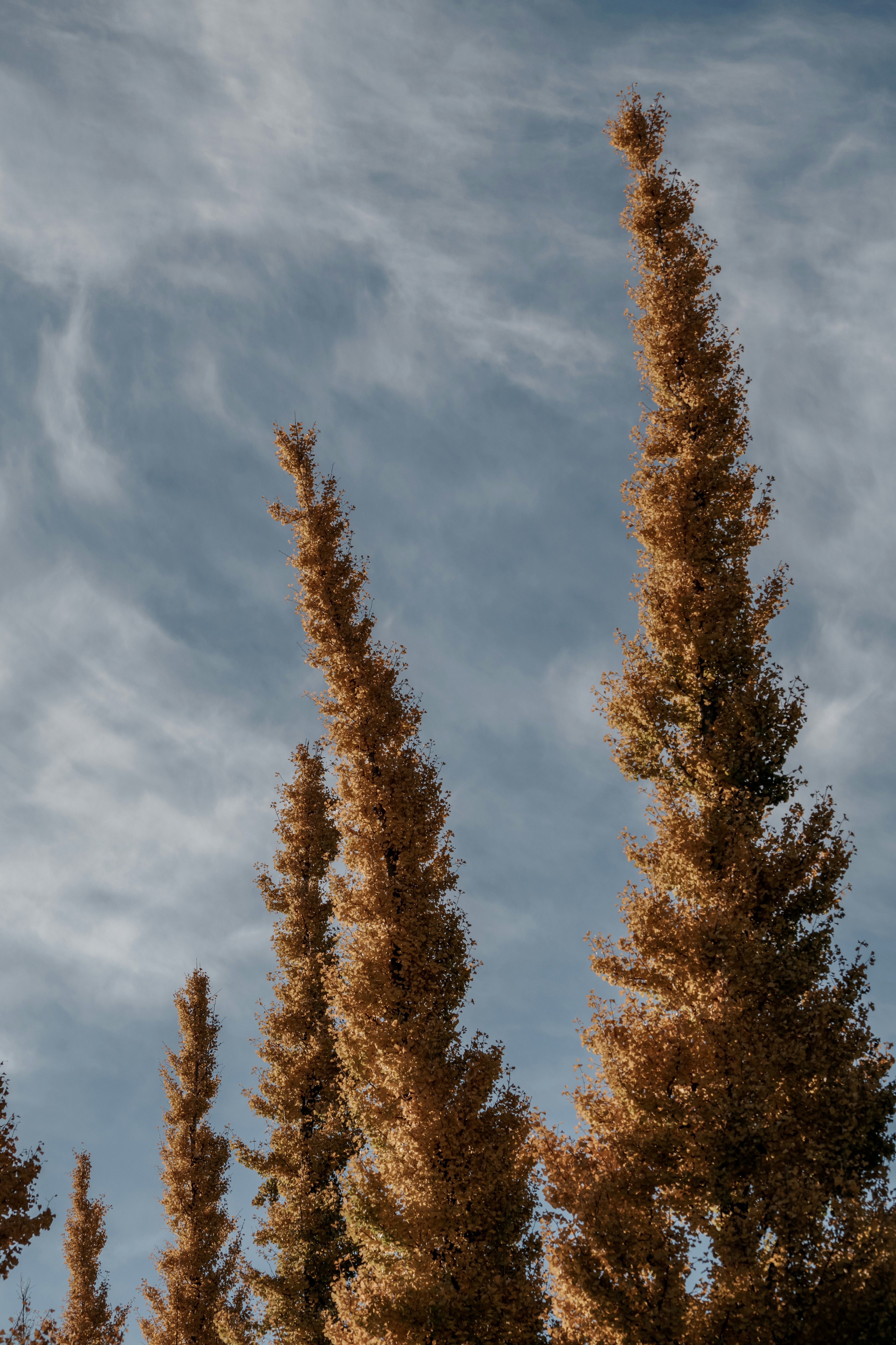 Tall yellow trees against a blue sky