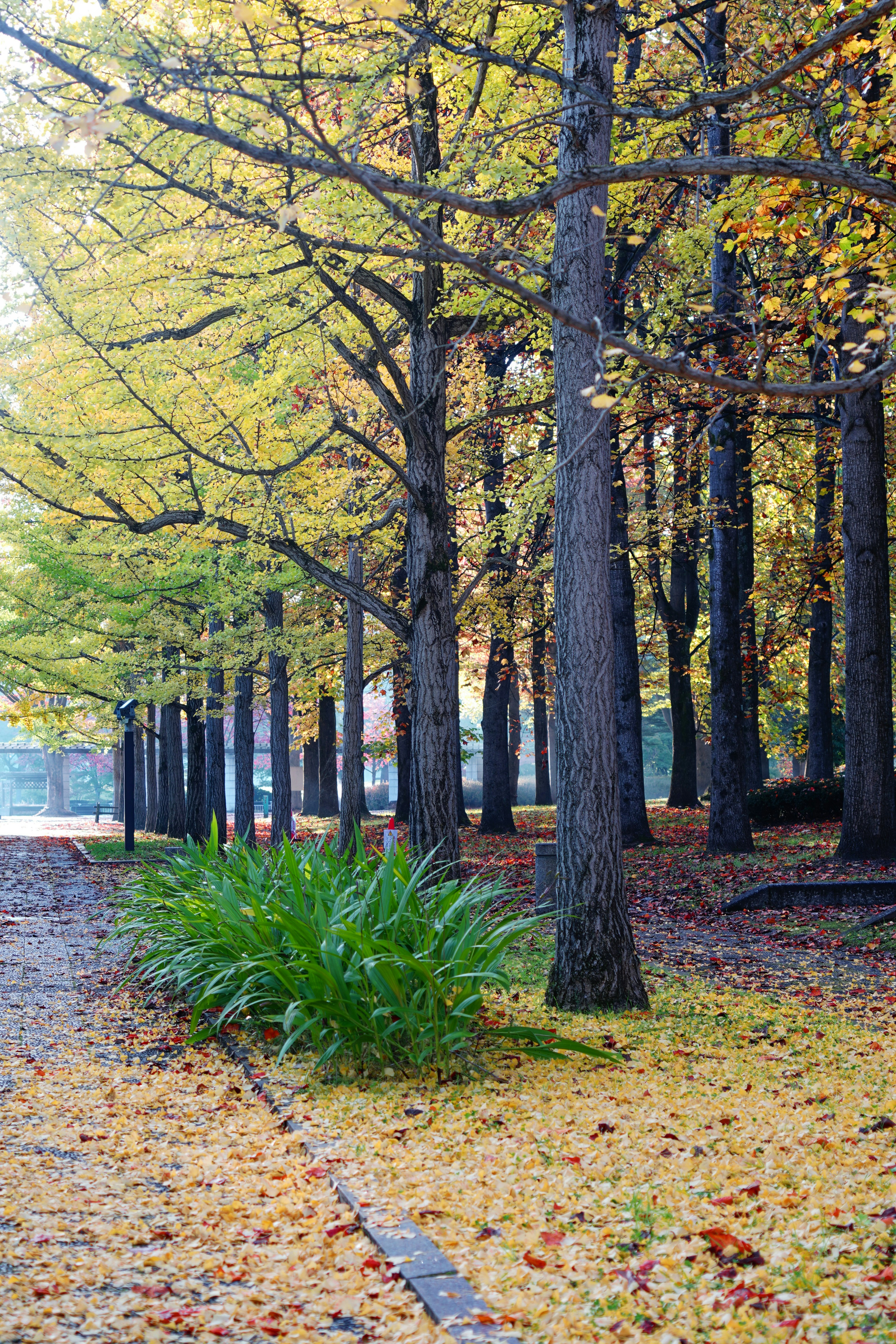 Weg in einem Park umgeben von Herbstbäumen grünen Pflanzen und gefallenen Blättern