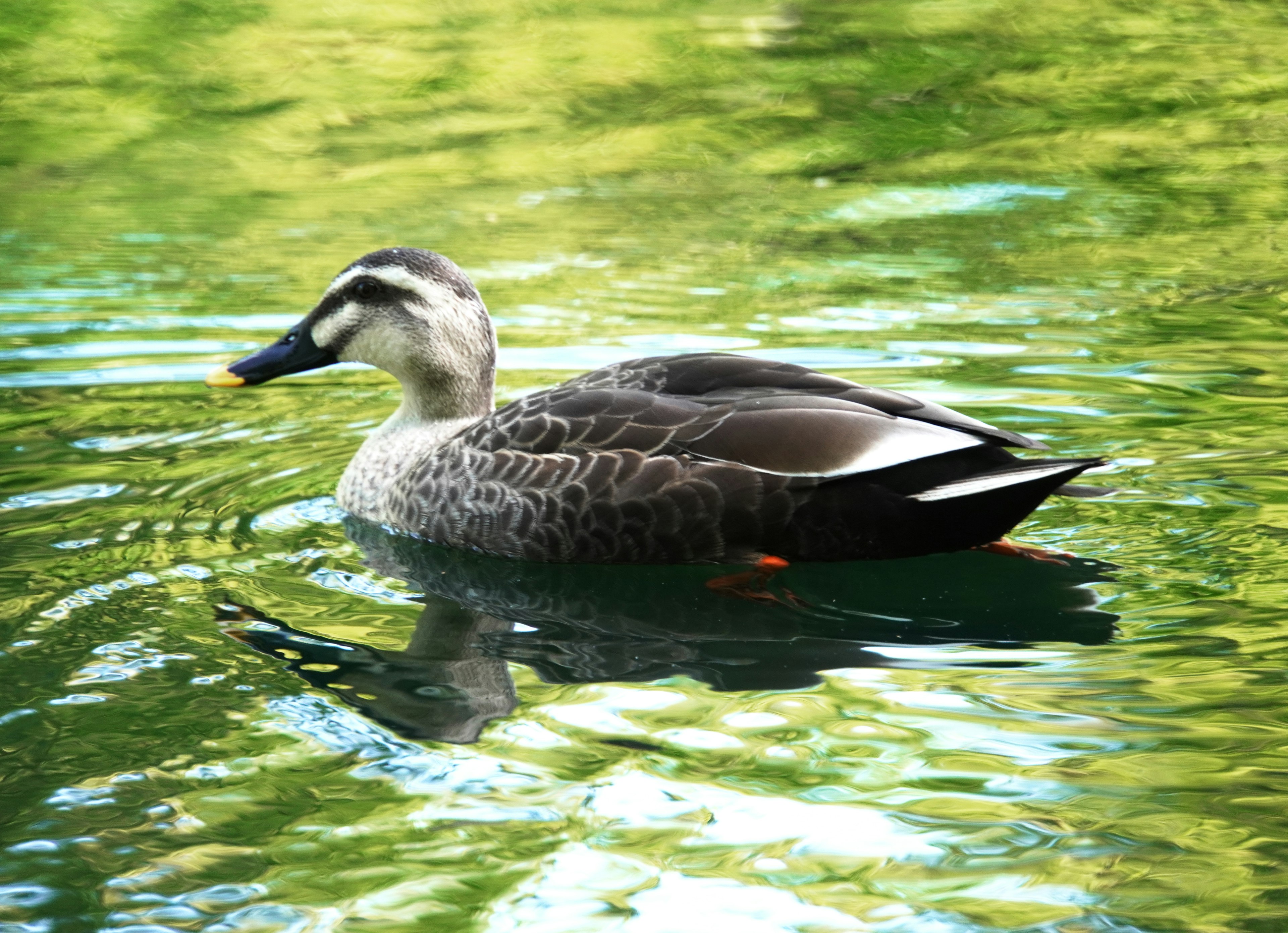 Sisi seekor bebek yang berenang di danau hijau berkilau