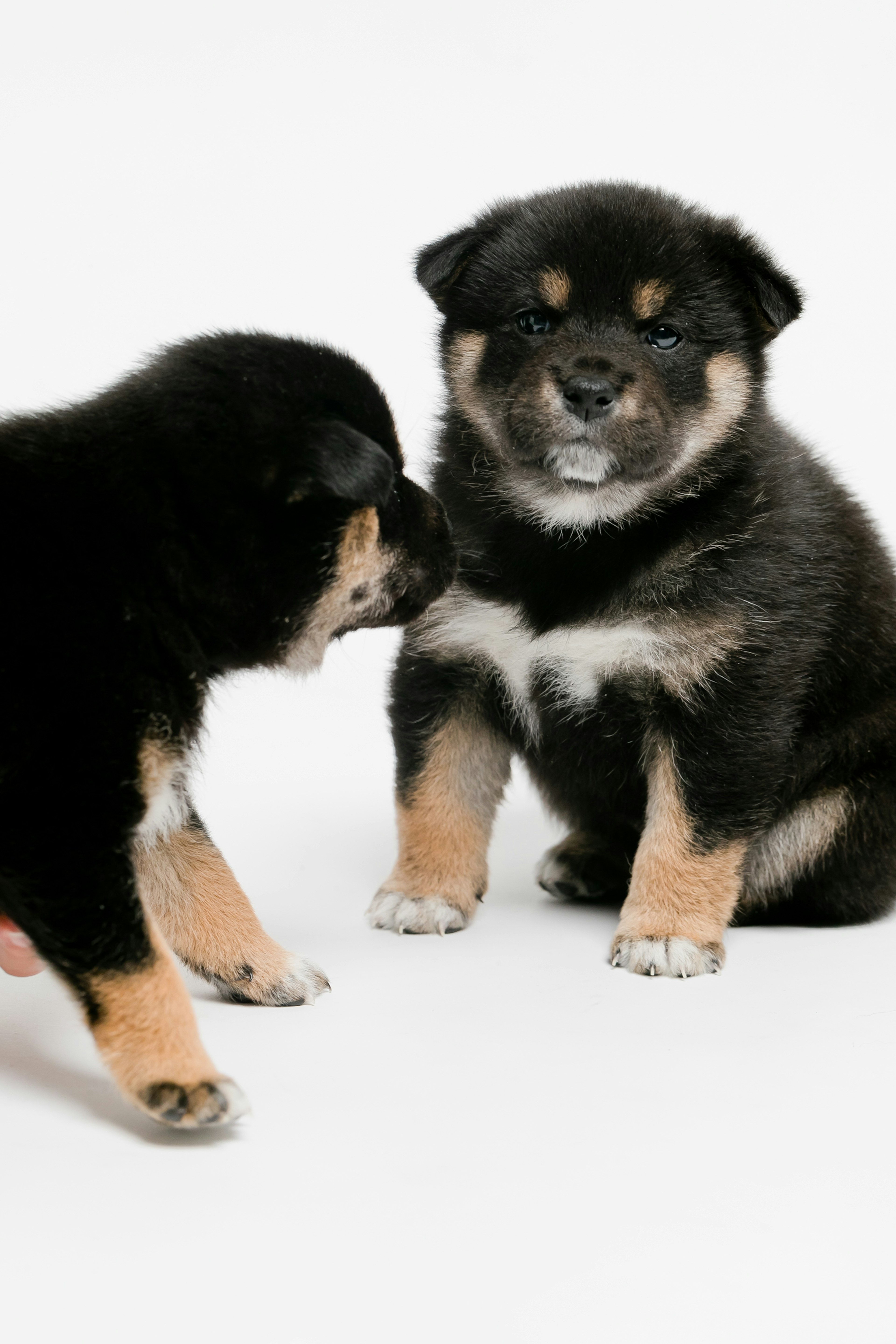 Deux chiots noirs mignons se faisant face