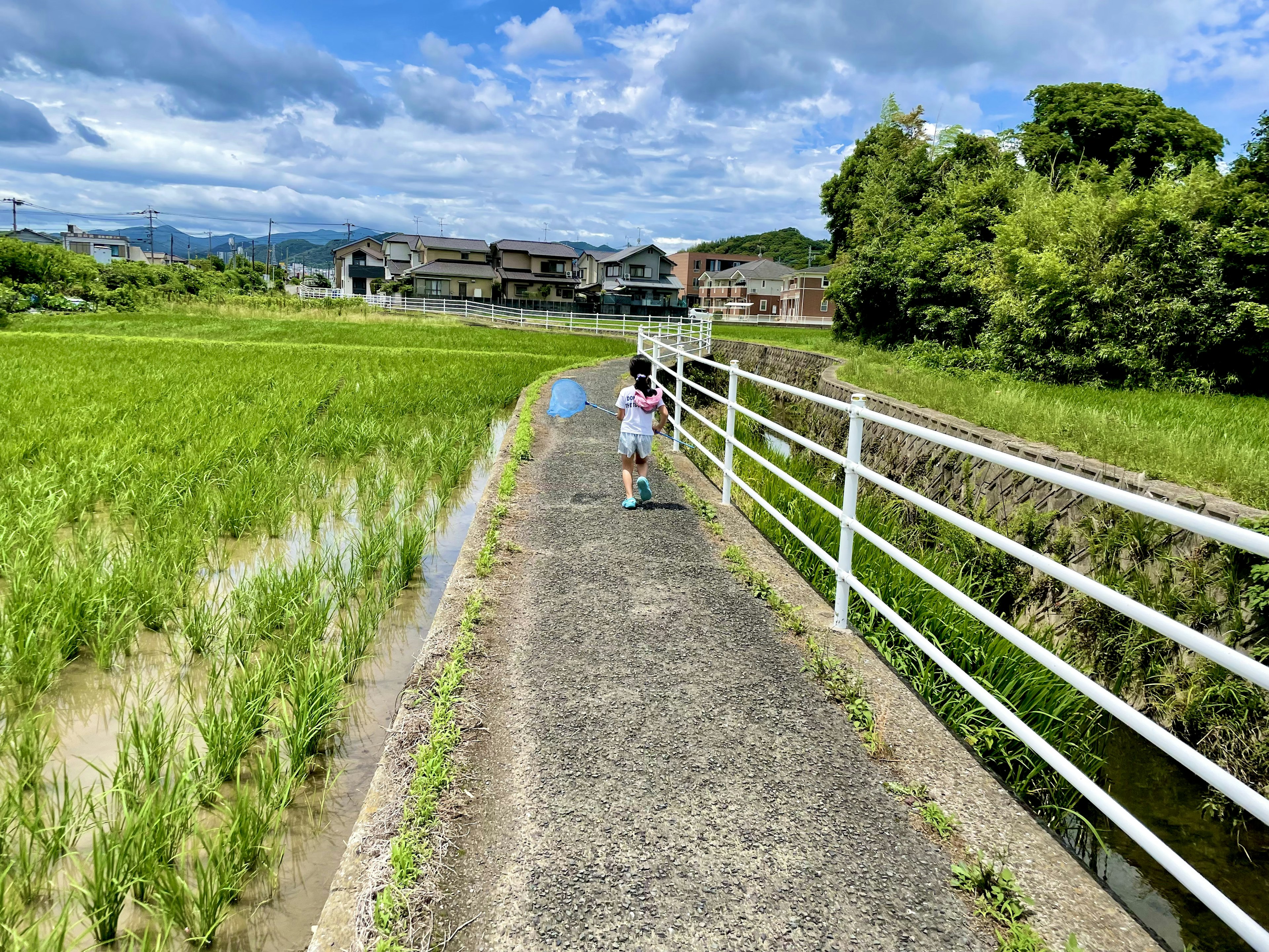 青い空と緑の田んぼの中を歩く子ども