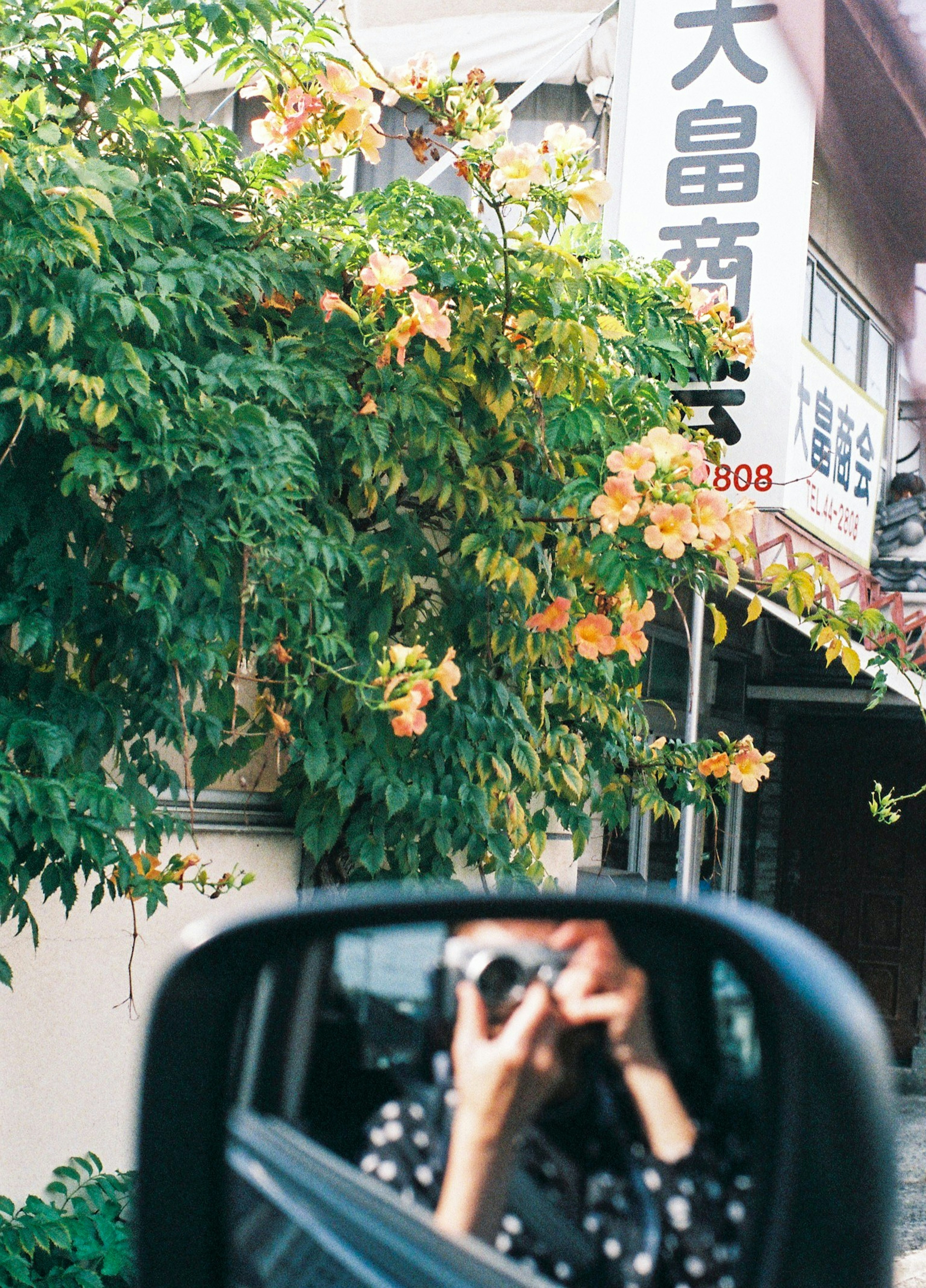 Main tenant un appareil photo reflétée dans un miroir de voiture avec des plantes vertes vibrantes