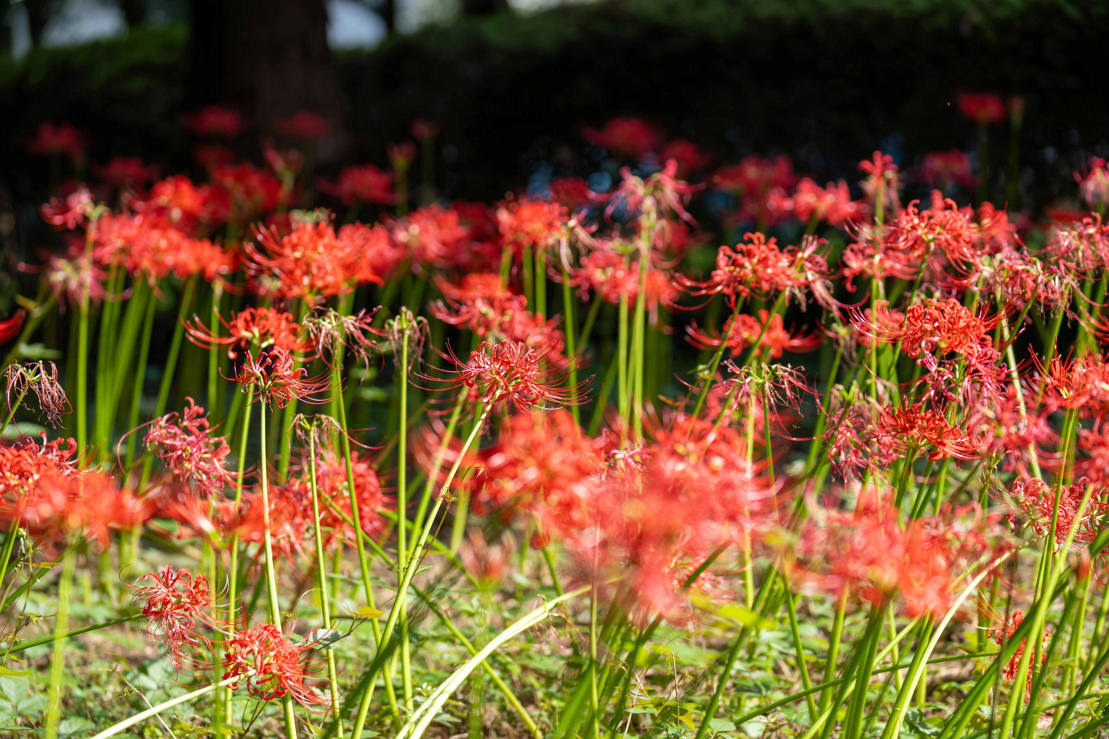 Campo di vivaci gigli ragno rossi in fiore