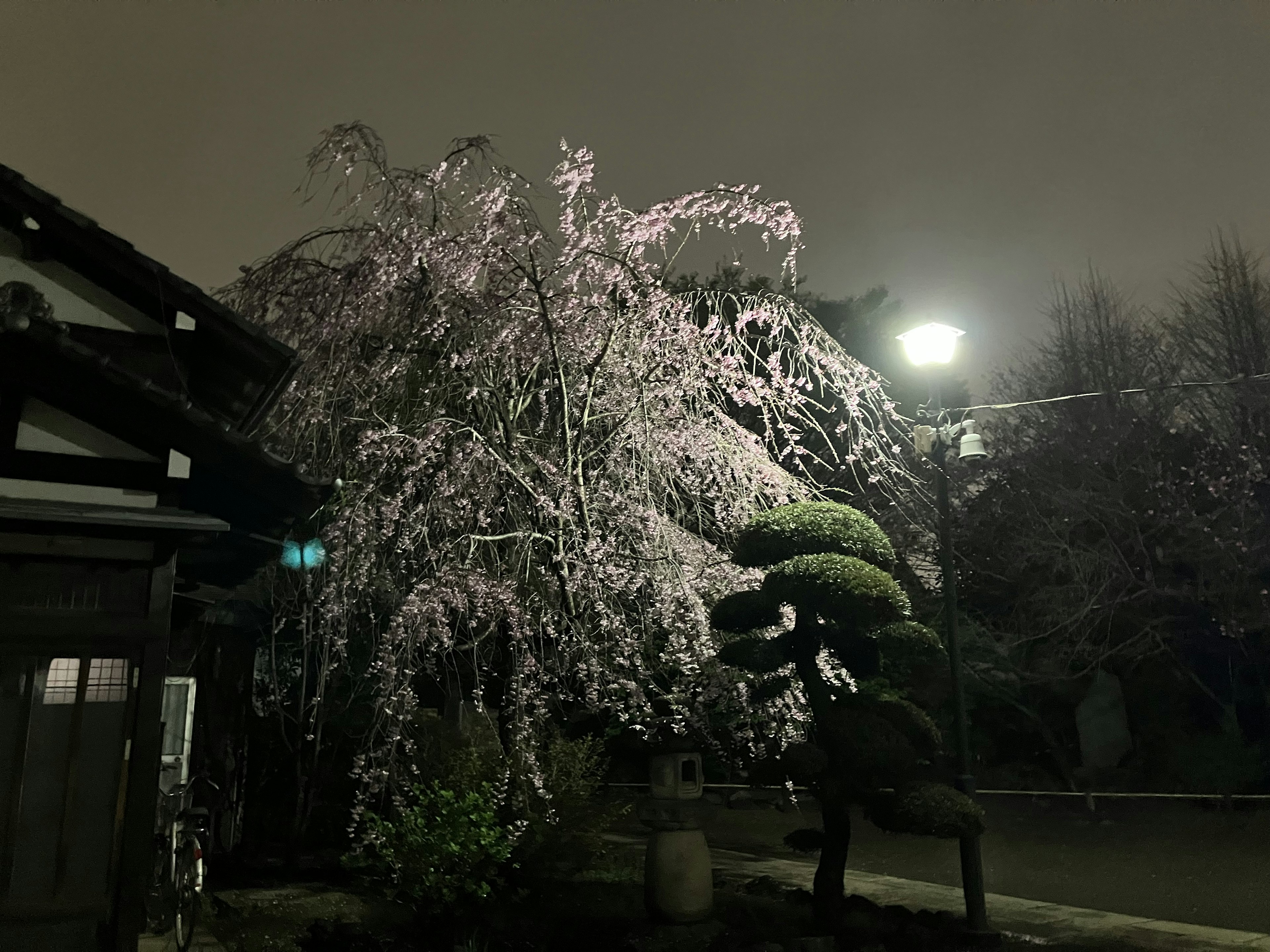 Night scene of a cherry blossom tree covered in snow with a streetlight