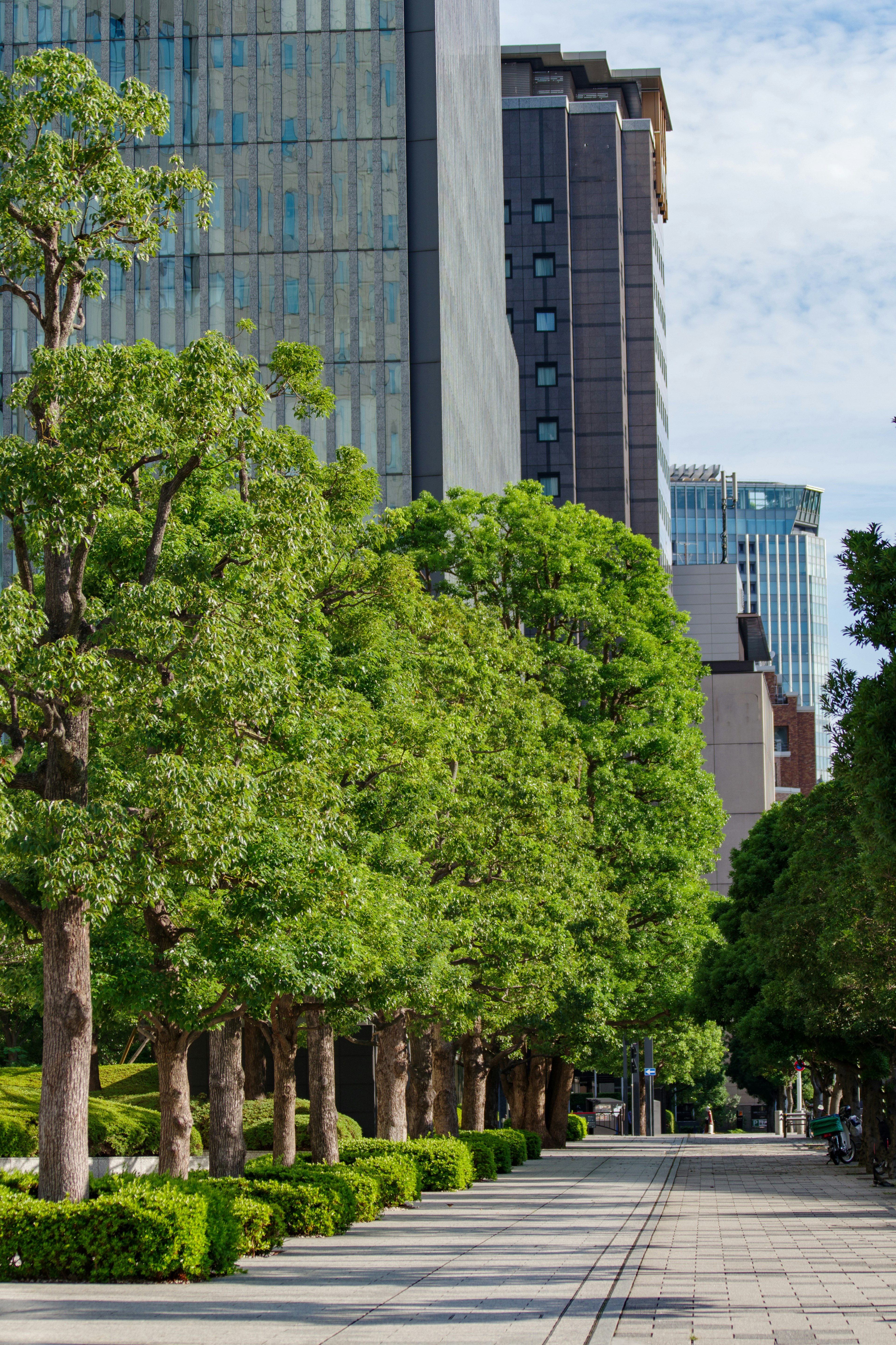 Tree-lined walkway with modern skyscrapers