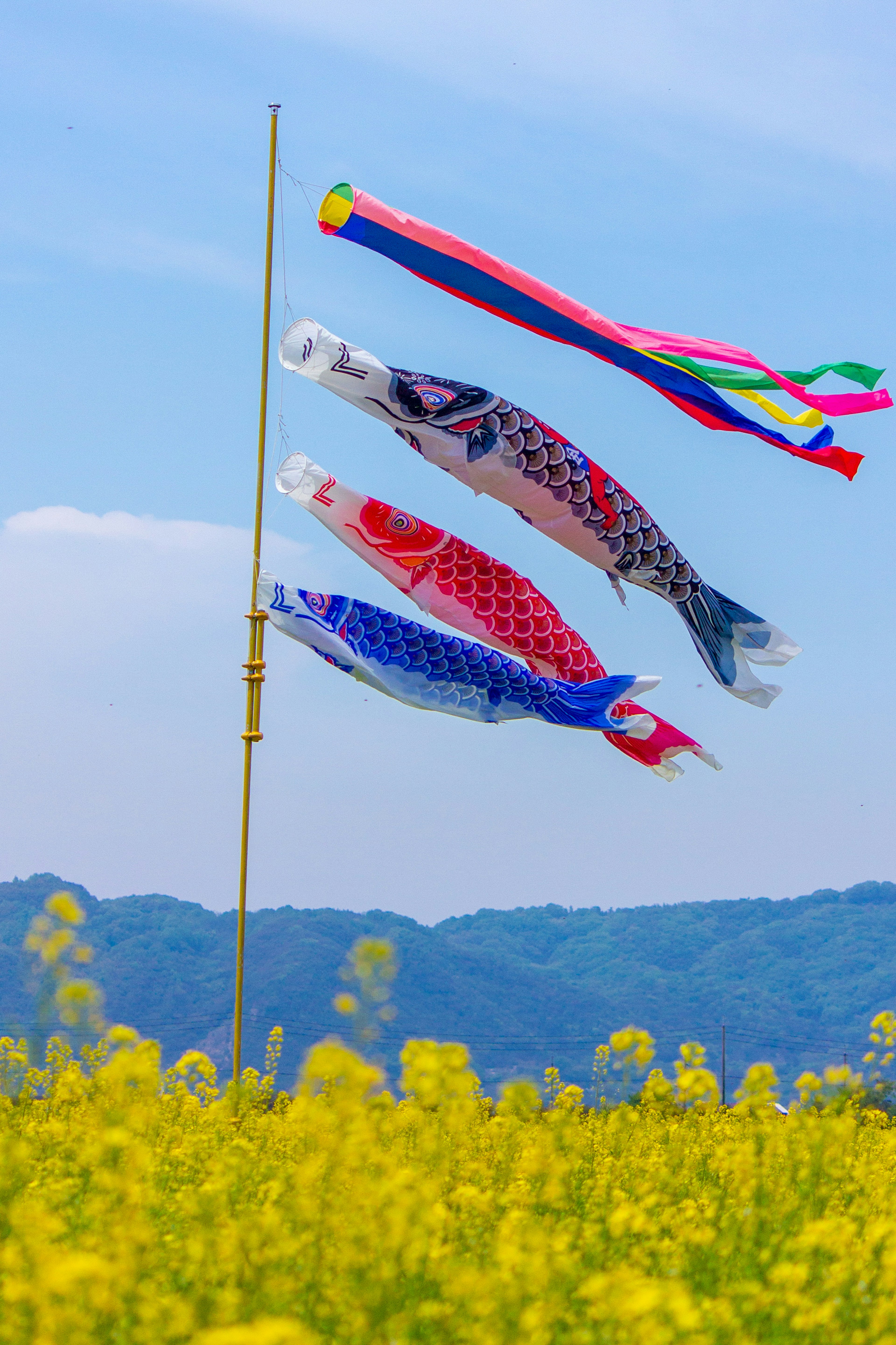 Koinobori yang terbang di bawah langit biru dengan bunga sawi