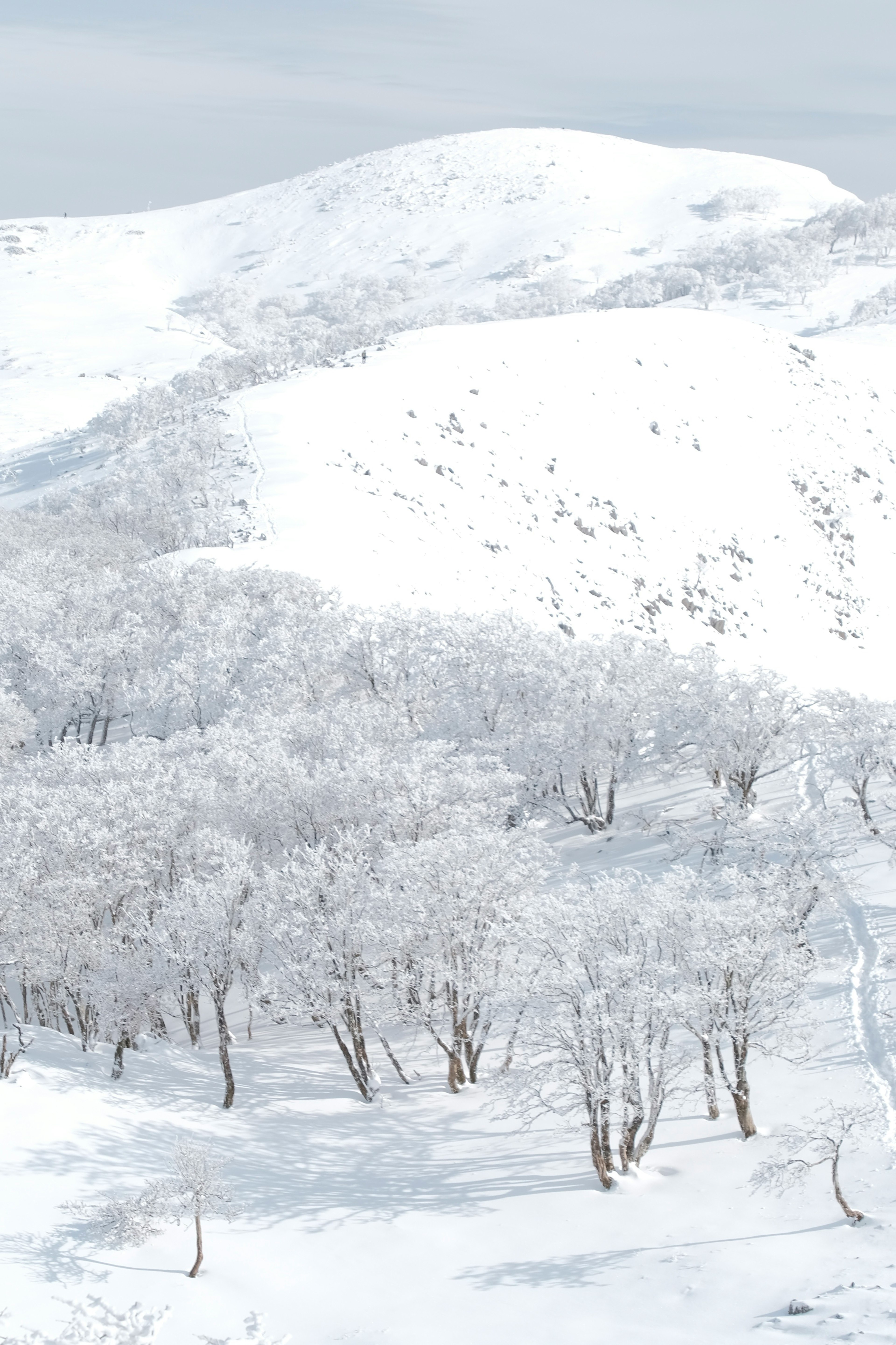 Paesaggio sereno con montagne e alberi coperti di neve