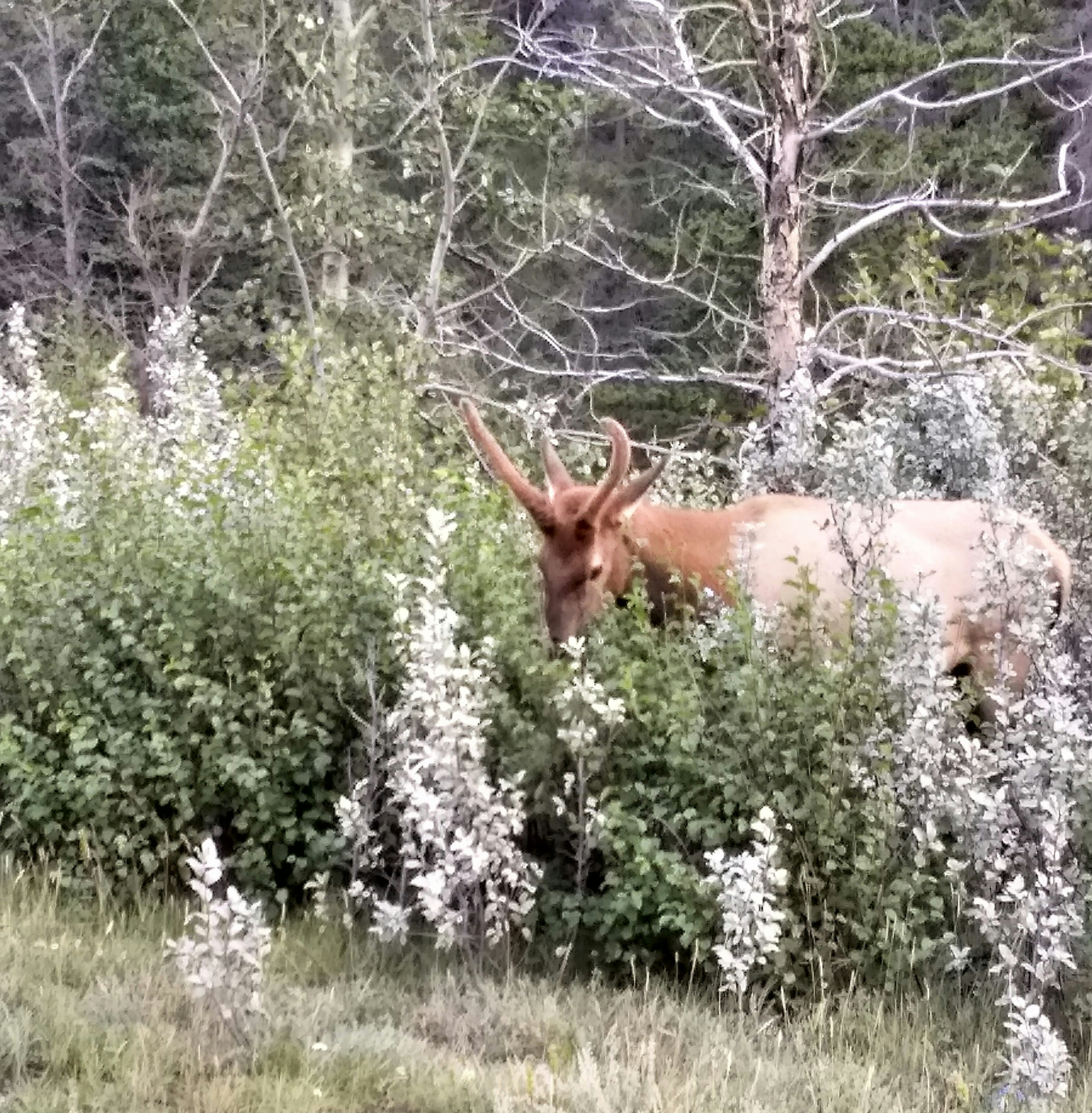 Élan mâle partiellement caché dans la verdure buissonneuse d'une forêt