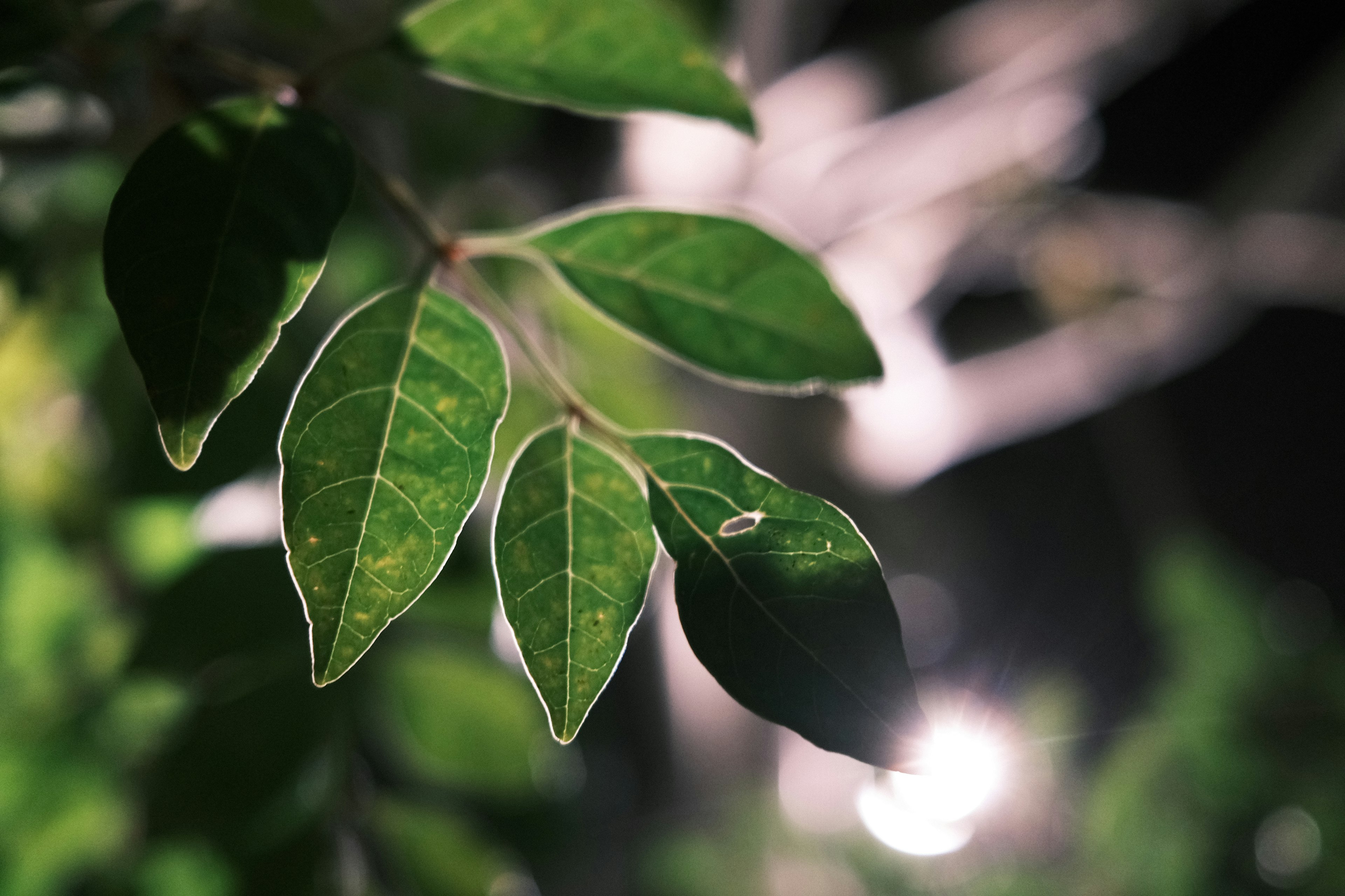 Close-up daun hijau cerah yang diterangi lembut