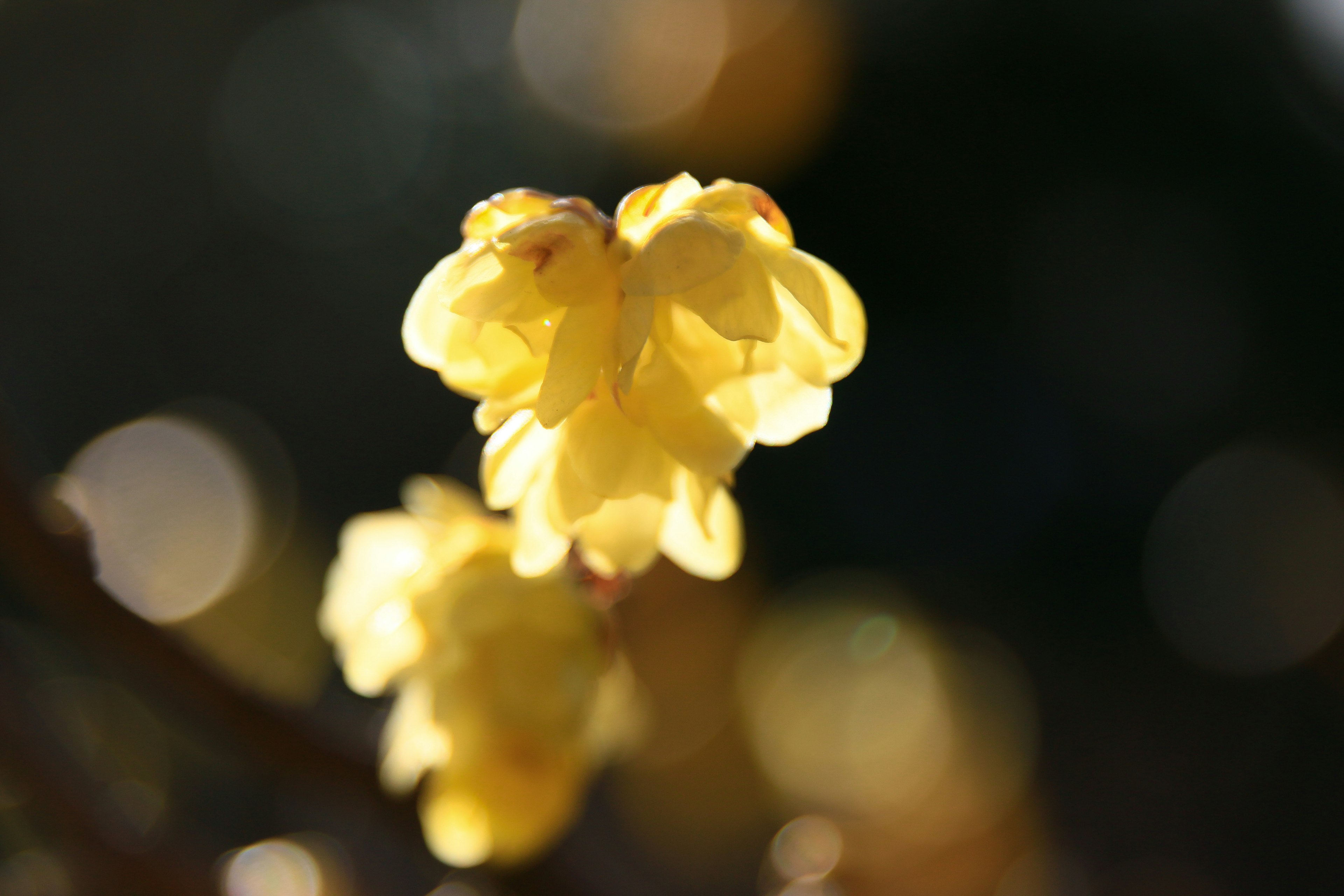 黄色い花がぼかされた背景で咲いている