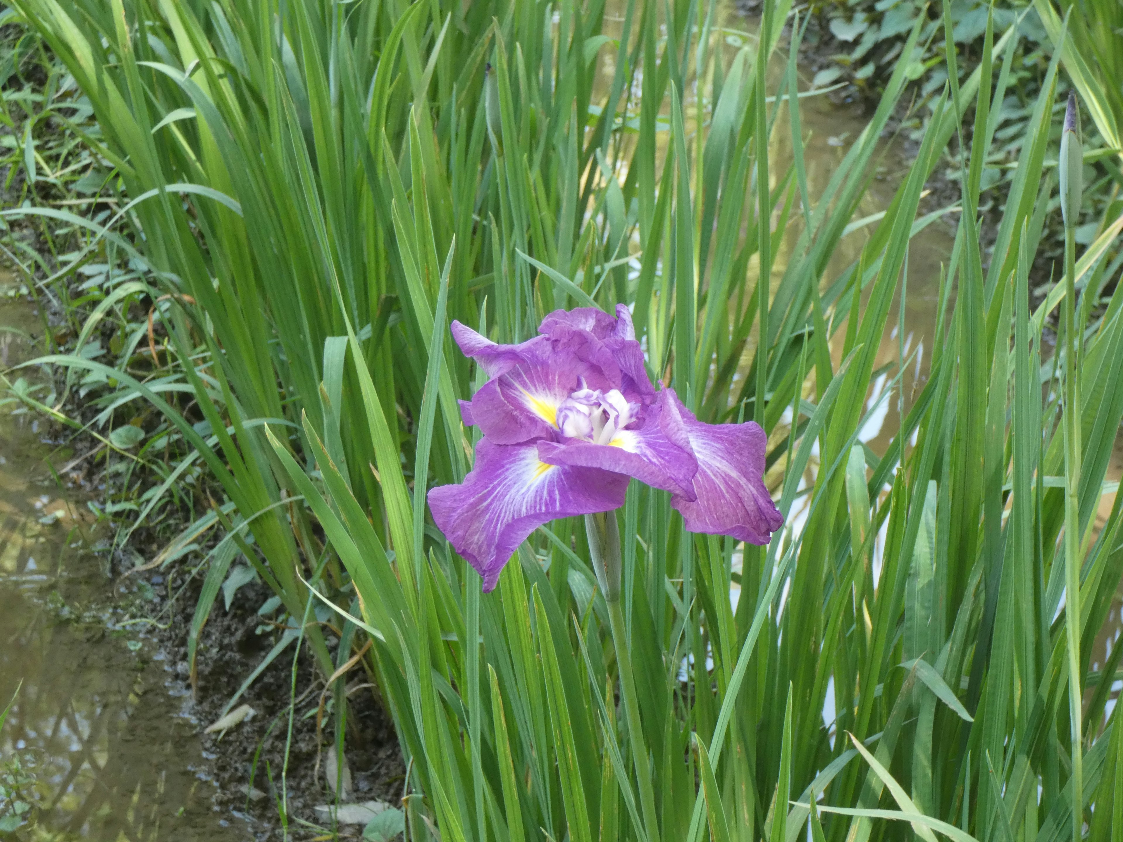 Una flor morada floreciendo entre la hierba verde