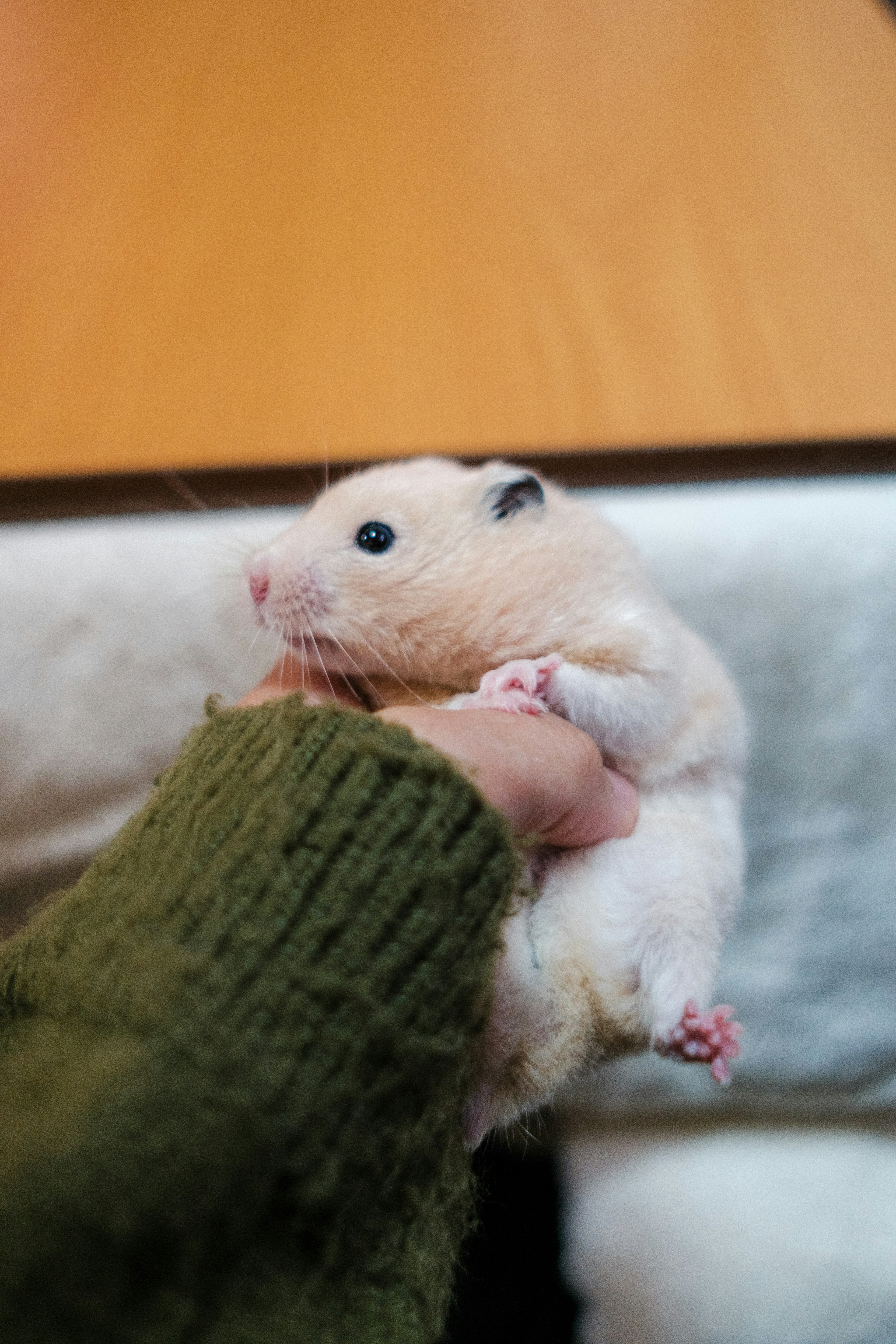 Ein süßer Hamster, der in einer Hand gehalten wird