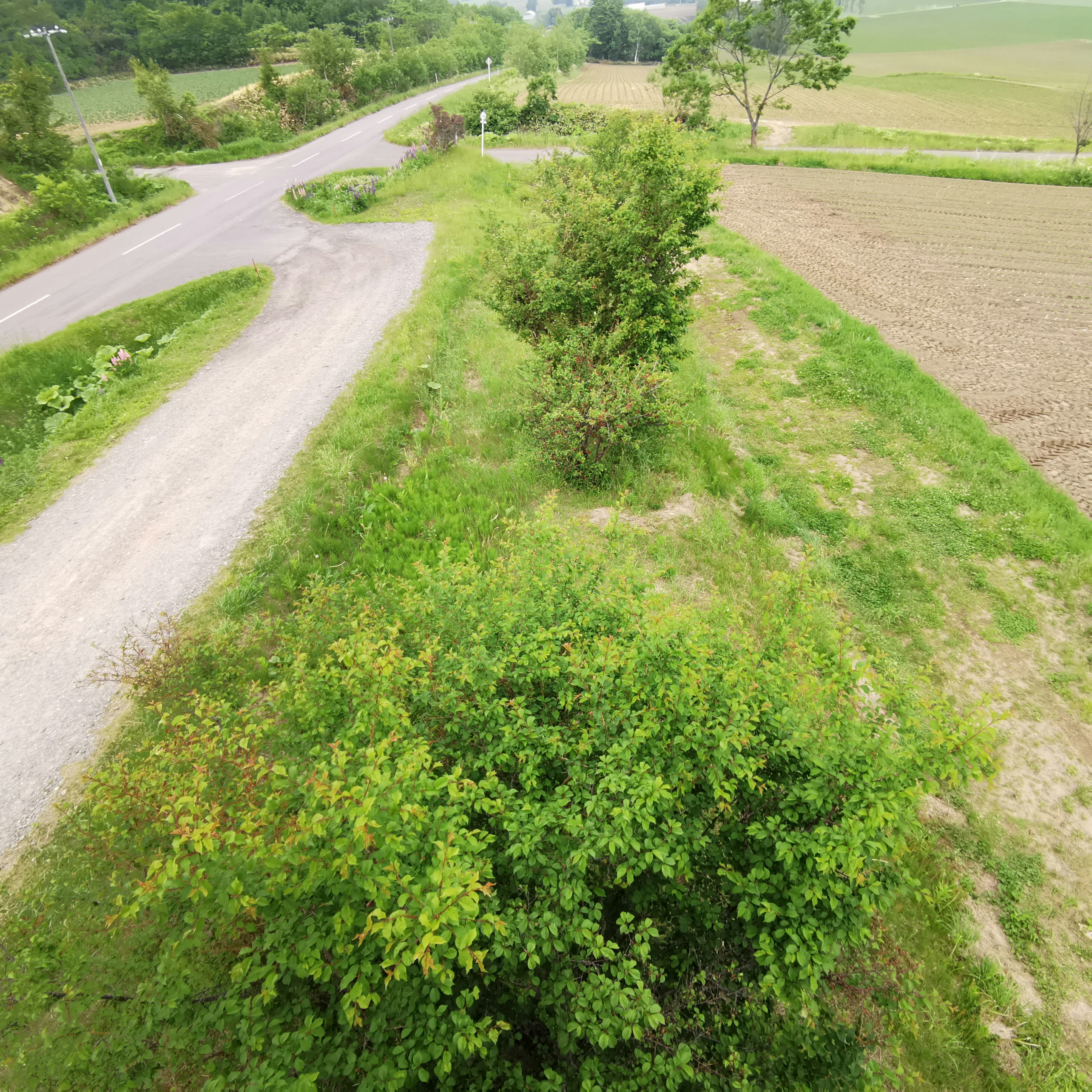 Intersección escénica de vegetación exuberante y tierras agrícolas