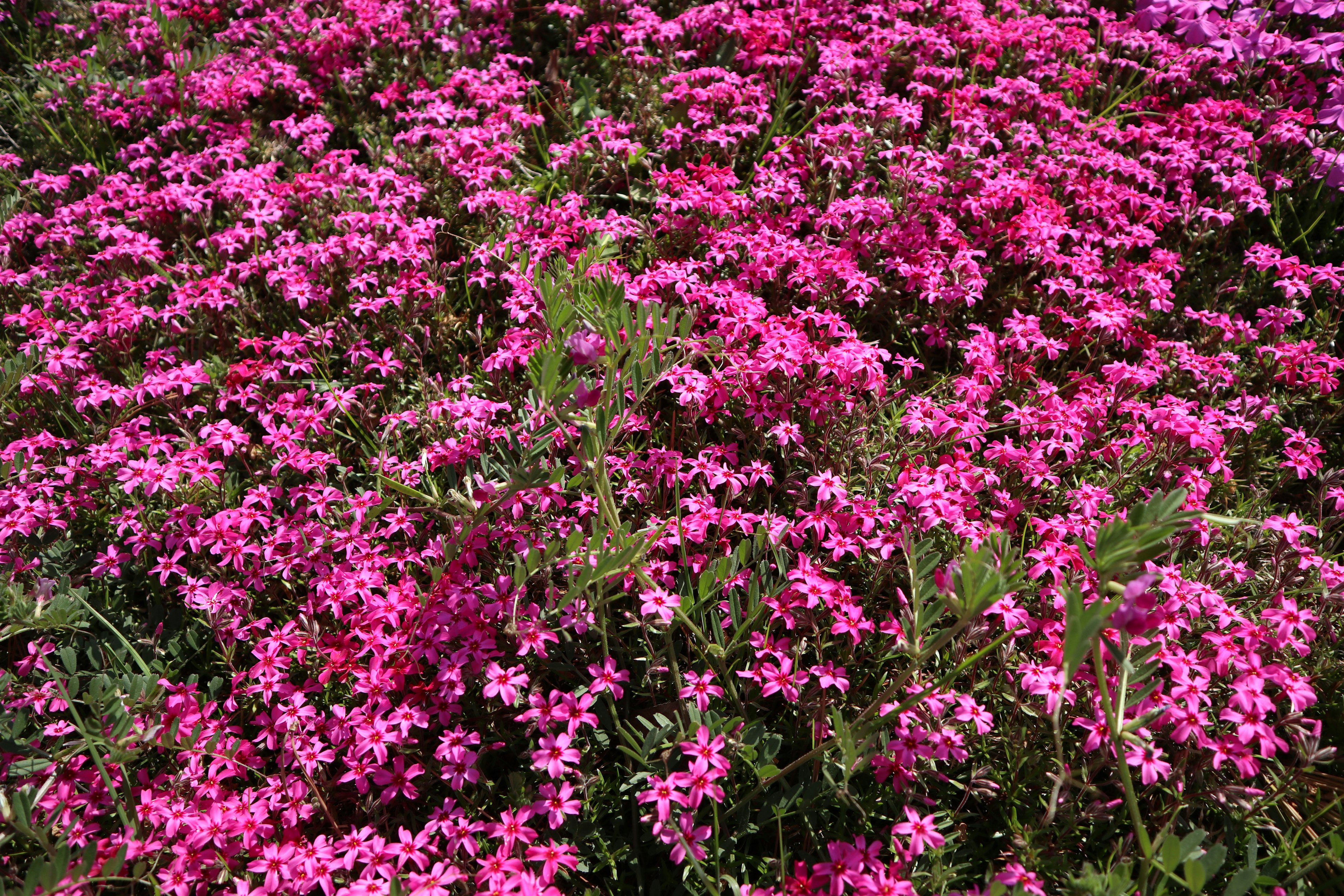 Eine lebendige Darstellung von rosa Blumen, die einen Gartenbereich bedecken