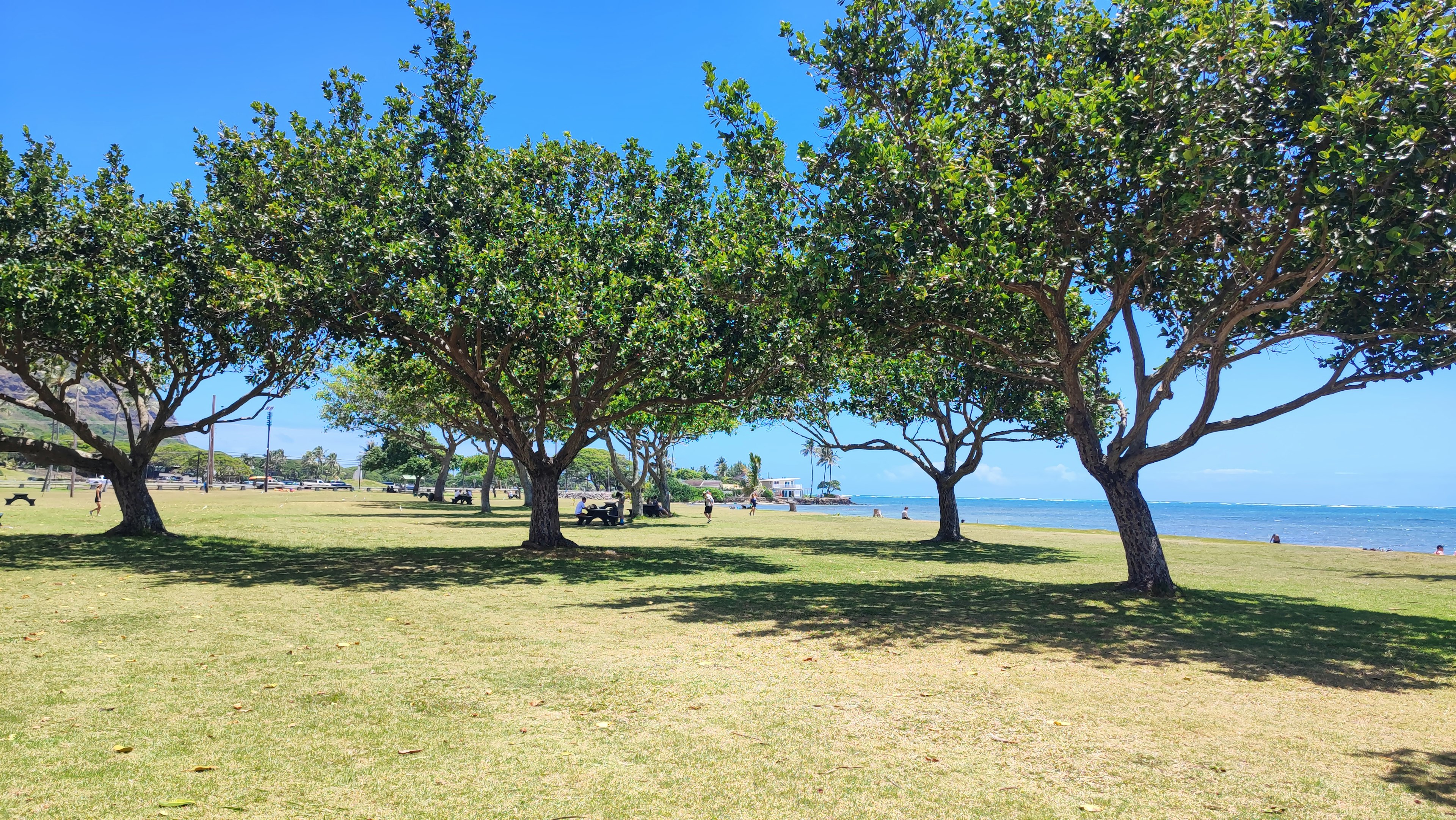 Green trees and grassy area with blue sky and ocean in the background