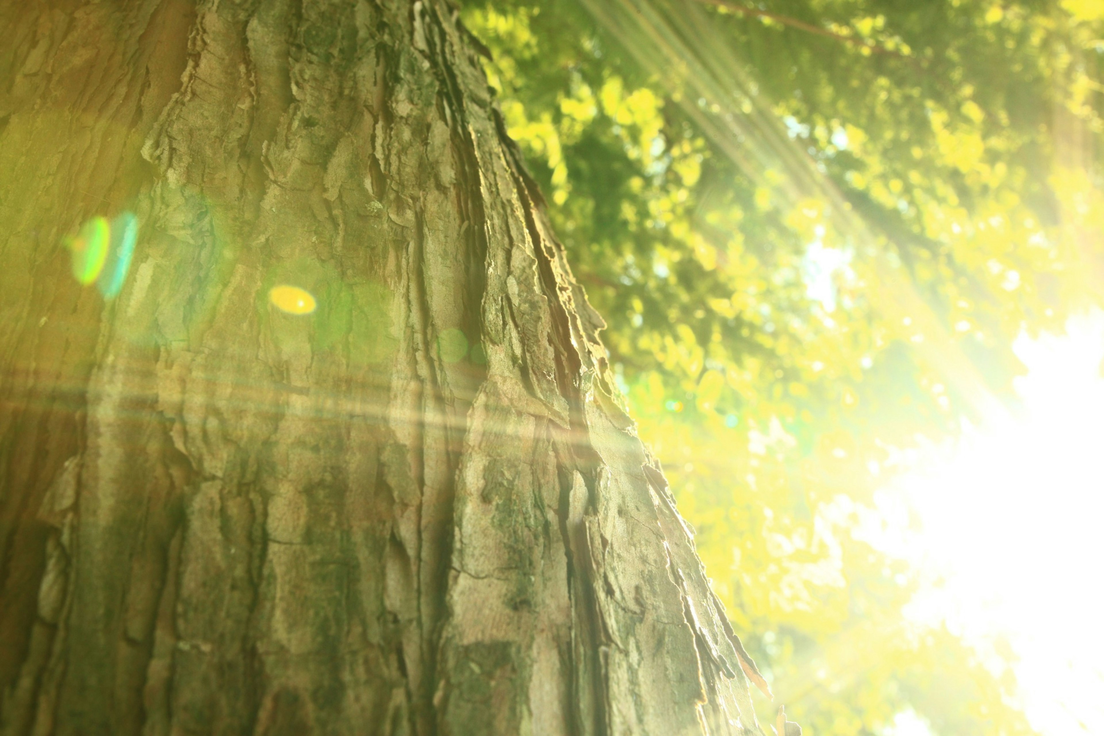 Lumière du soleil filtrant à travers le tronc d'un arbre dans une forêt verdoyante