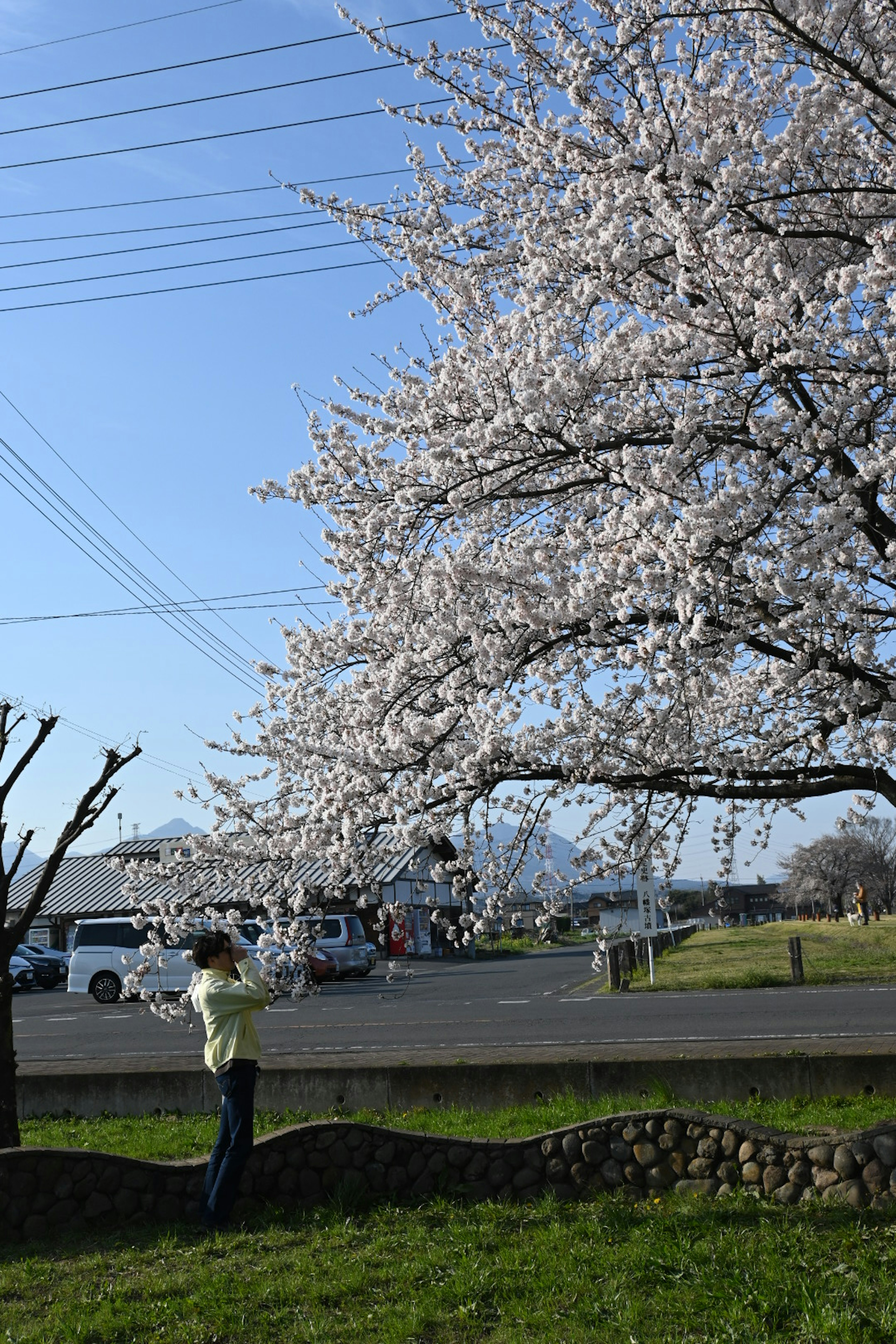 Person standing near a cherry blossom tree under a blue sky