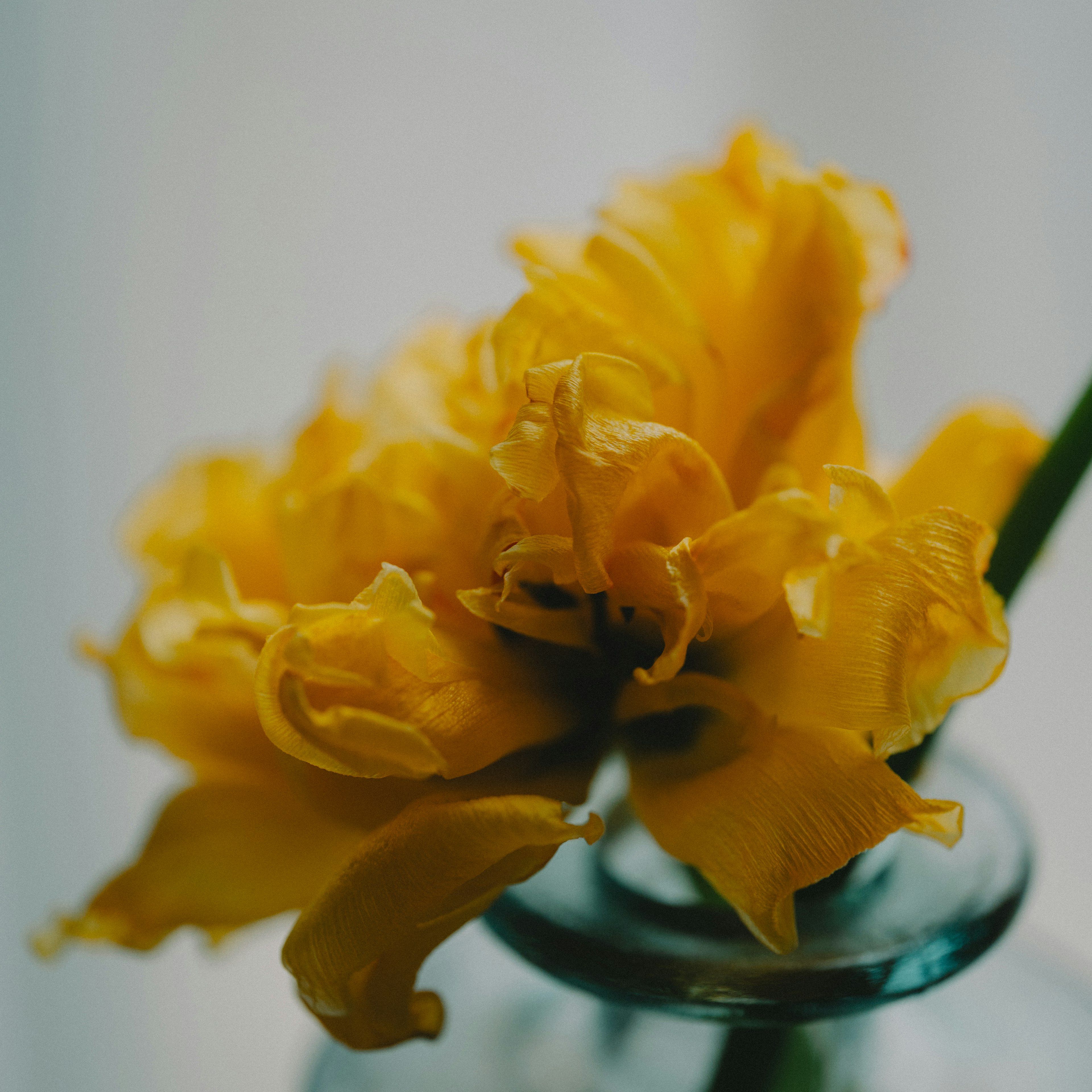 Fleur jaune dans un vase en verre