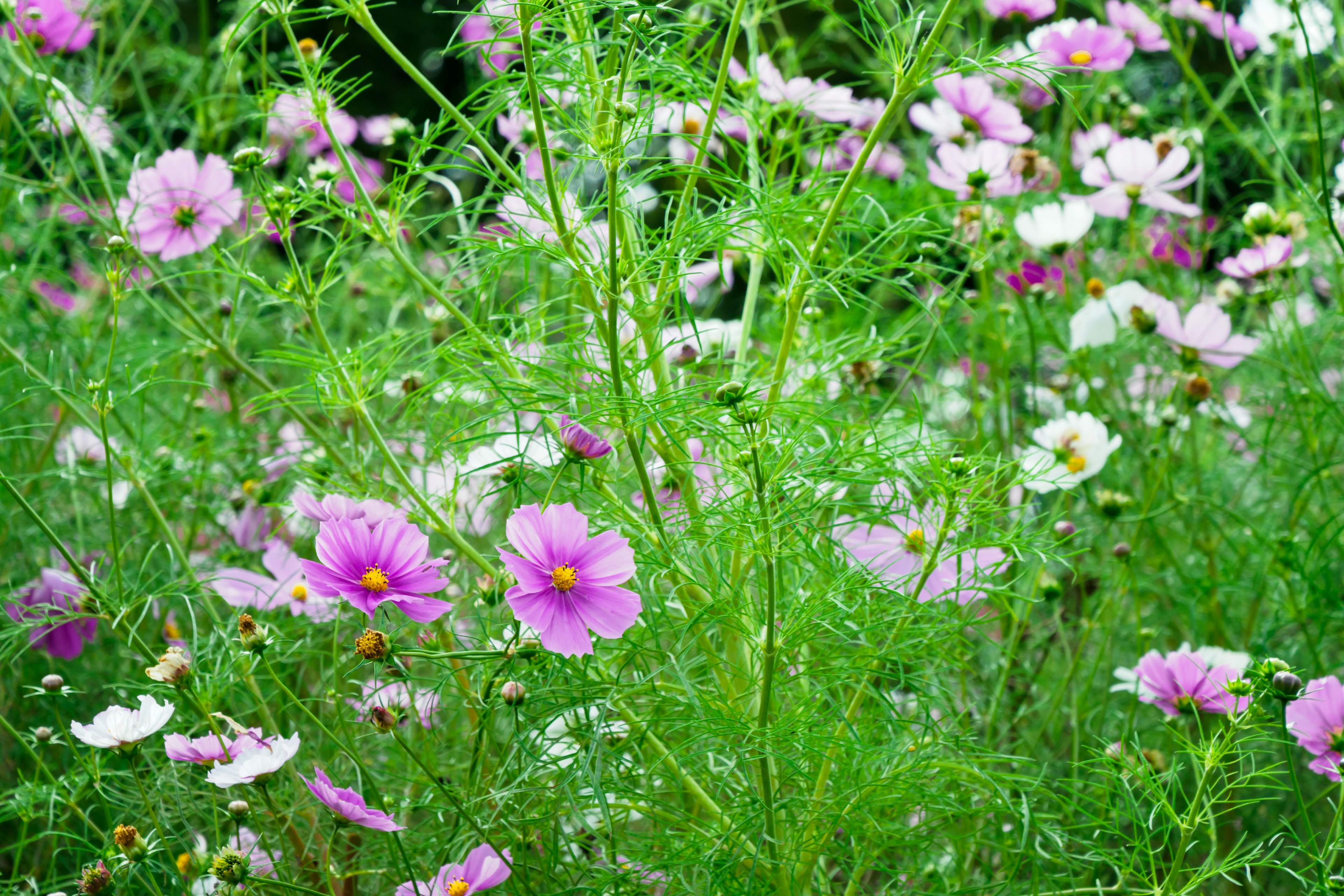 ทุ่งดอกไม้ที่มีสีสันสดใส มีดอกโคซโมสสีชมพูและขาว