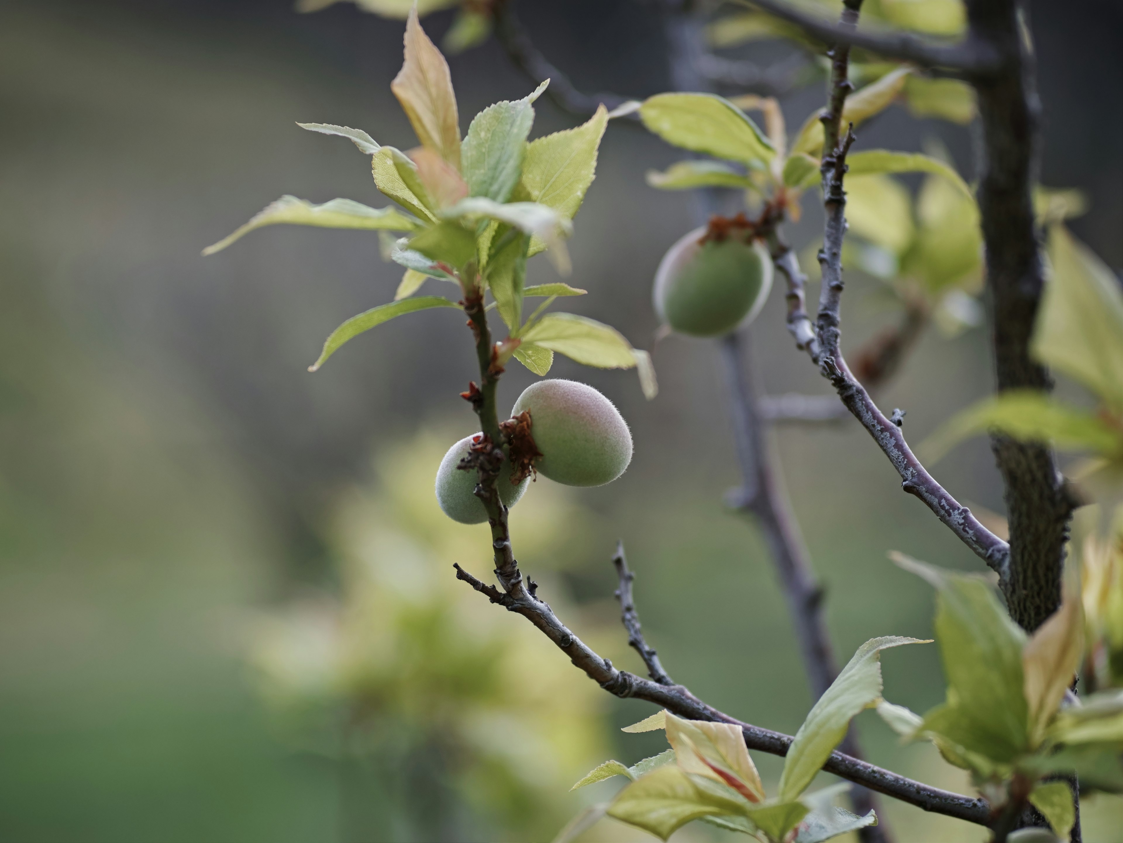 Primo piano di frutti immaturi su un ramo con foglie verdi