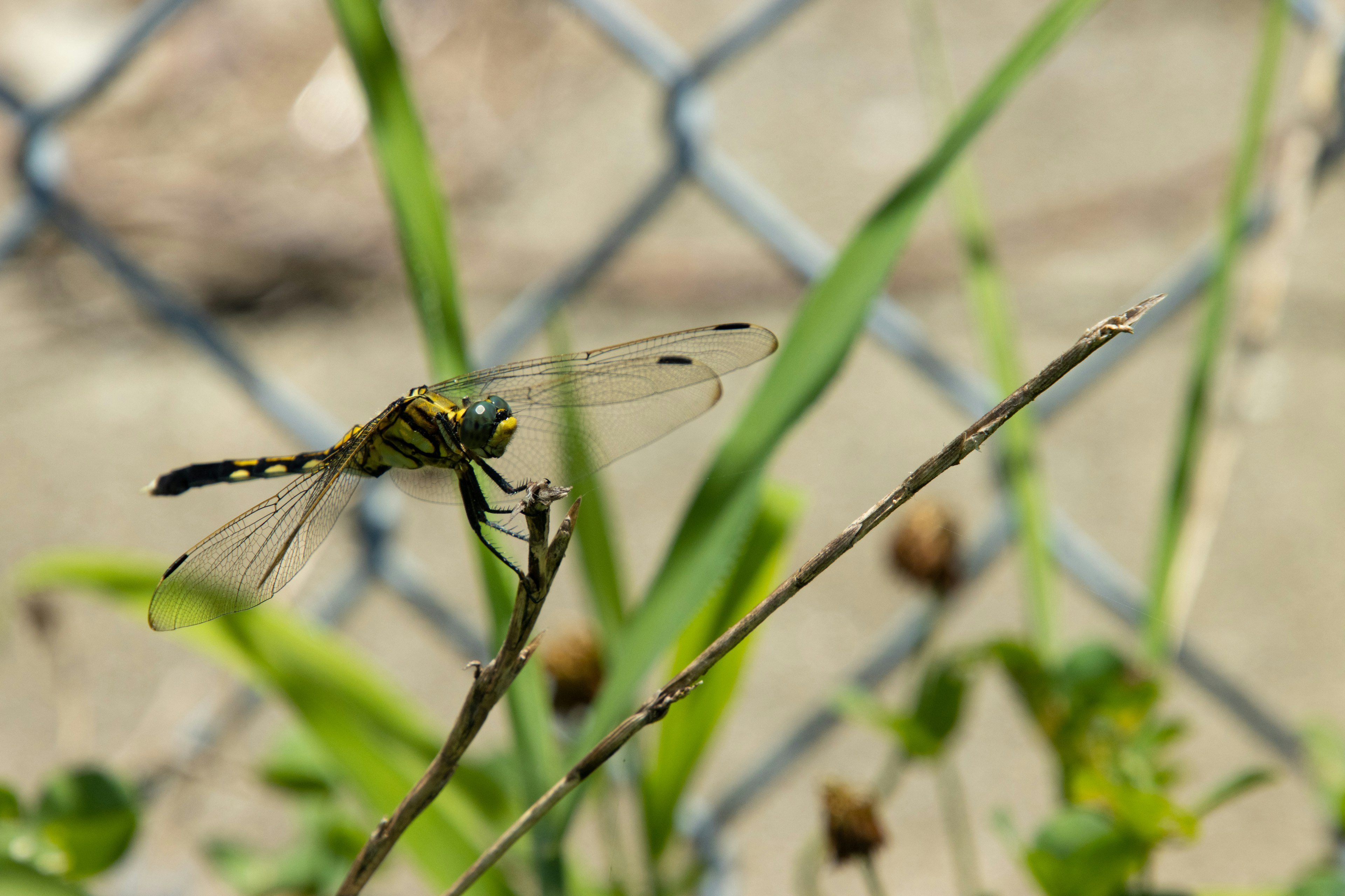 Nahaufnahme einer Libelle auf grünem Gras