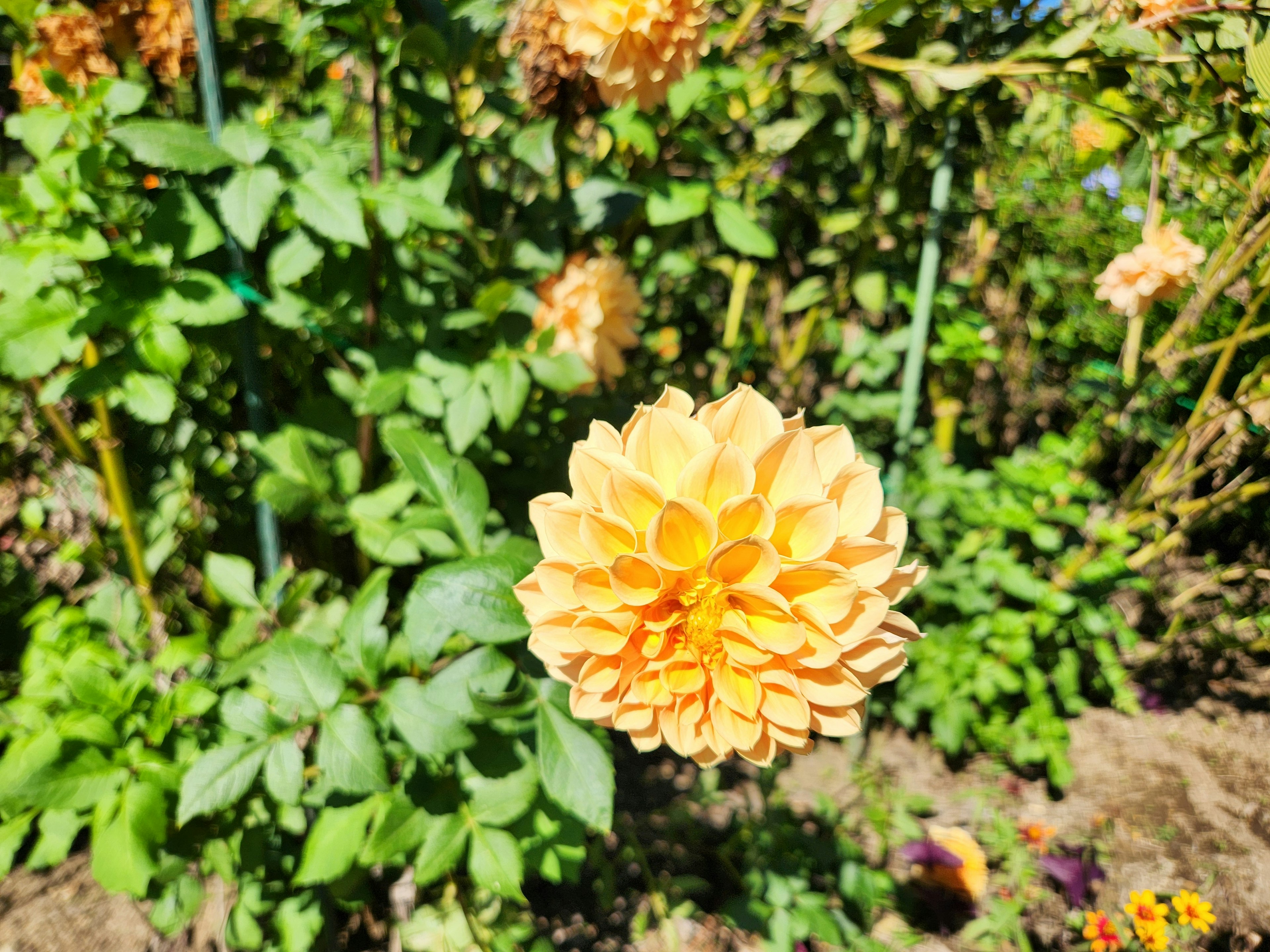 A vibrant orange dahlia flower surrounded by green leaves