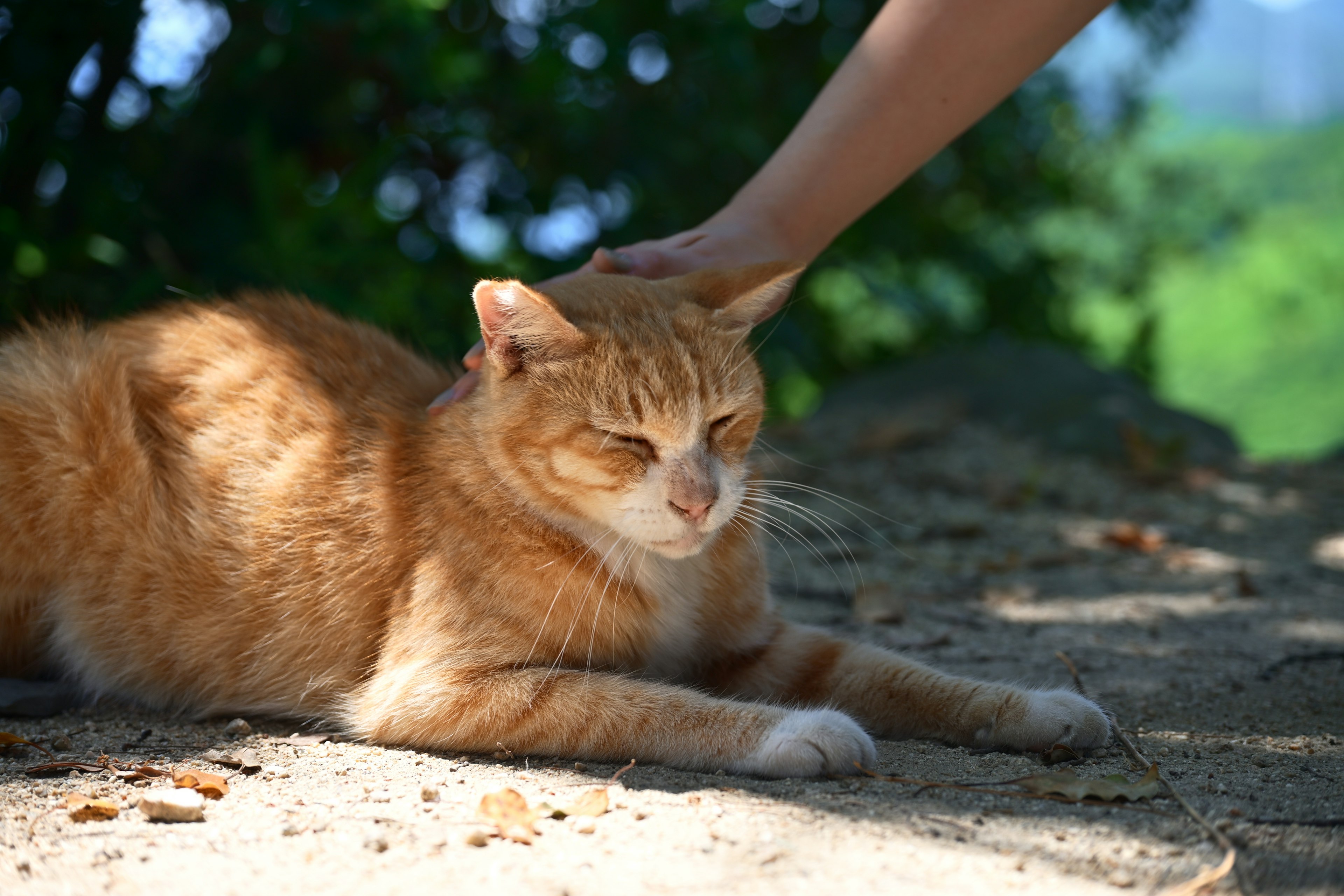 オレンジ色の猫が日差しの中で横たわり、手がその頭を撫でている