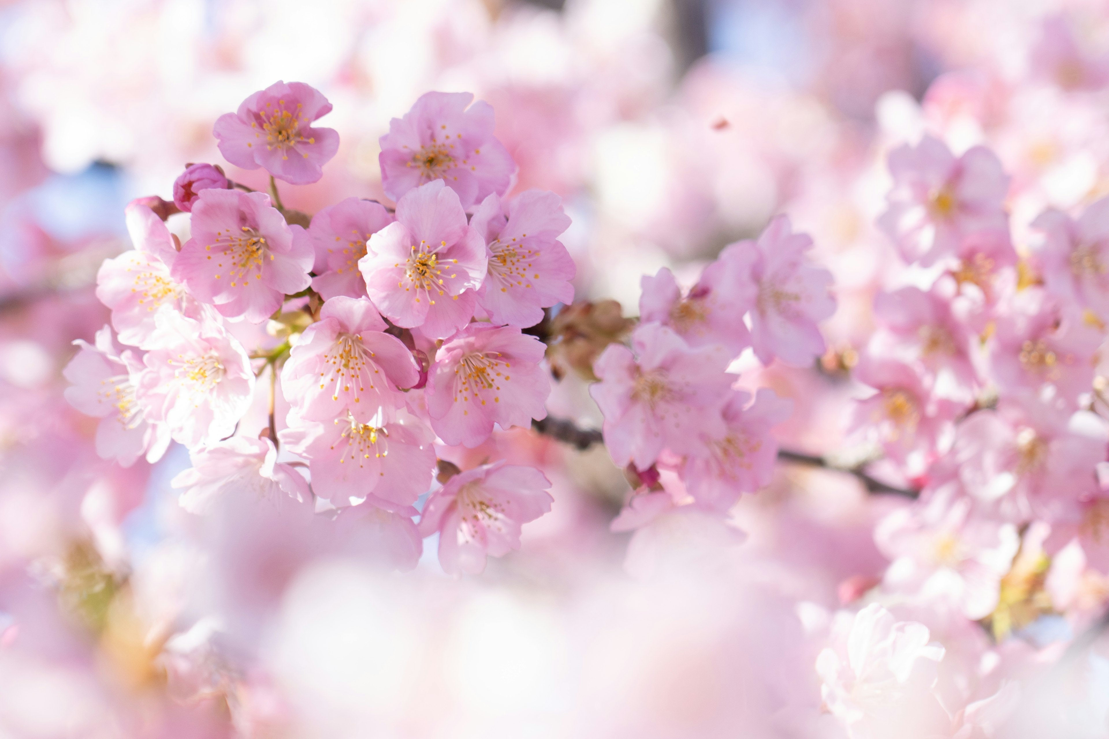 Flores de cerezo rosas en plena floración