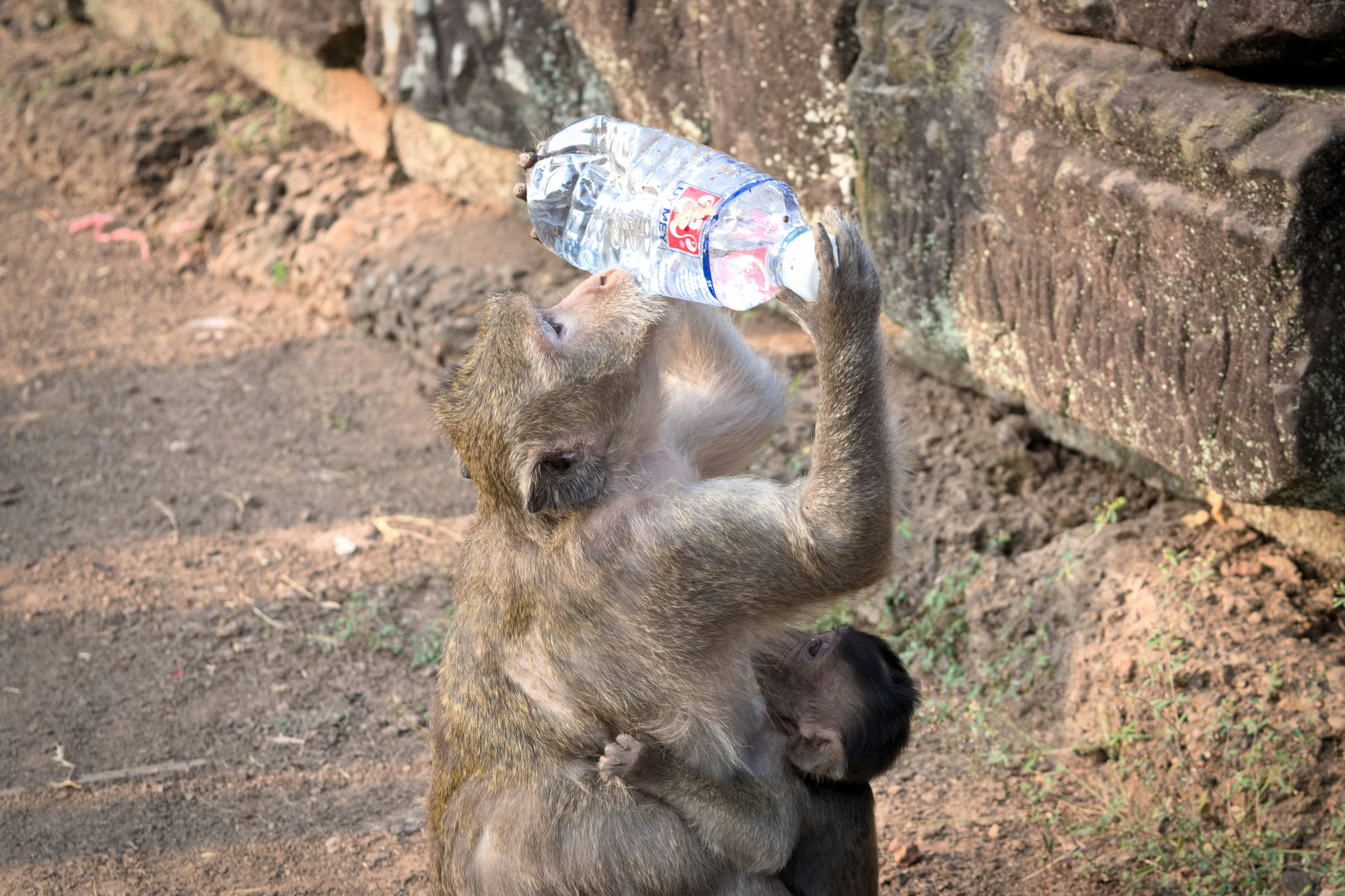 Monkey holding a water bottle with its baby