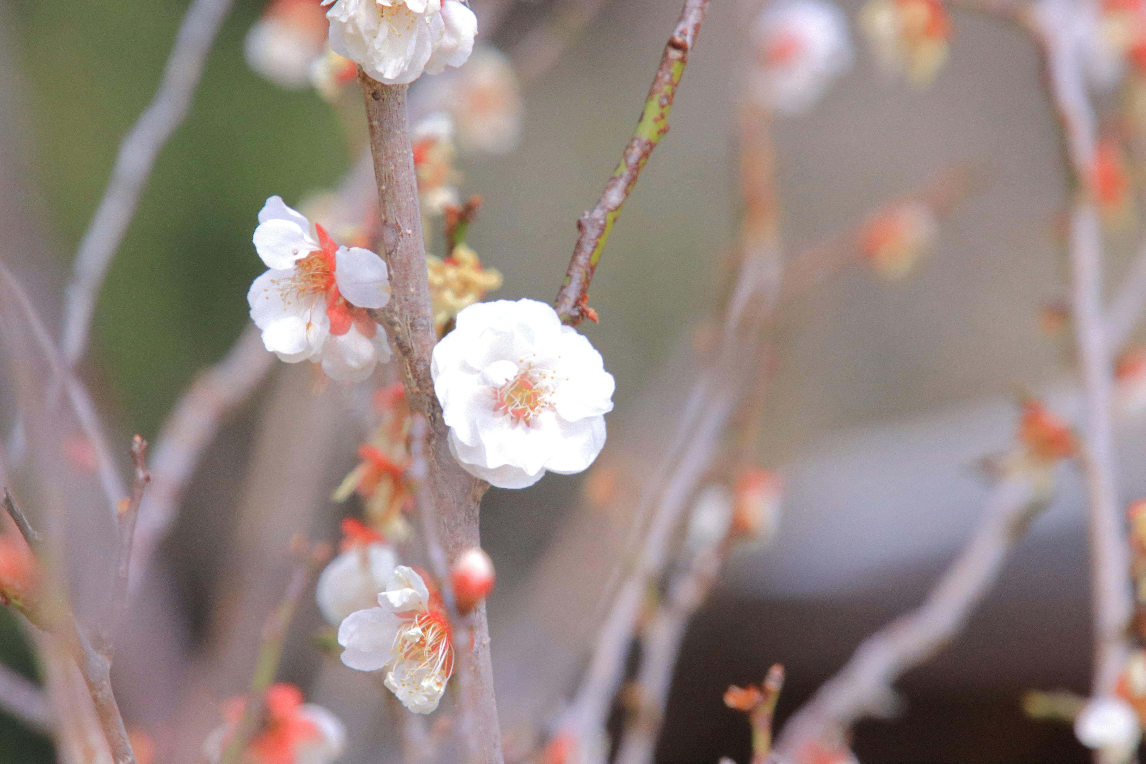 白い花が咲く梅の枝のクローズアップ