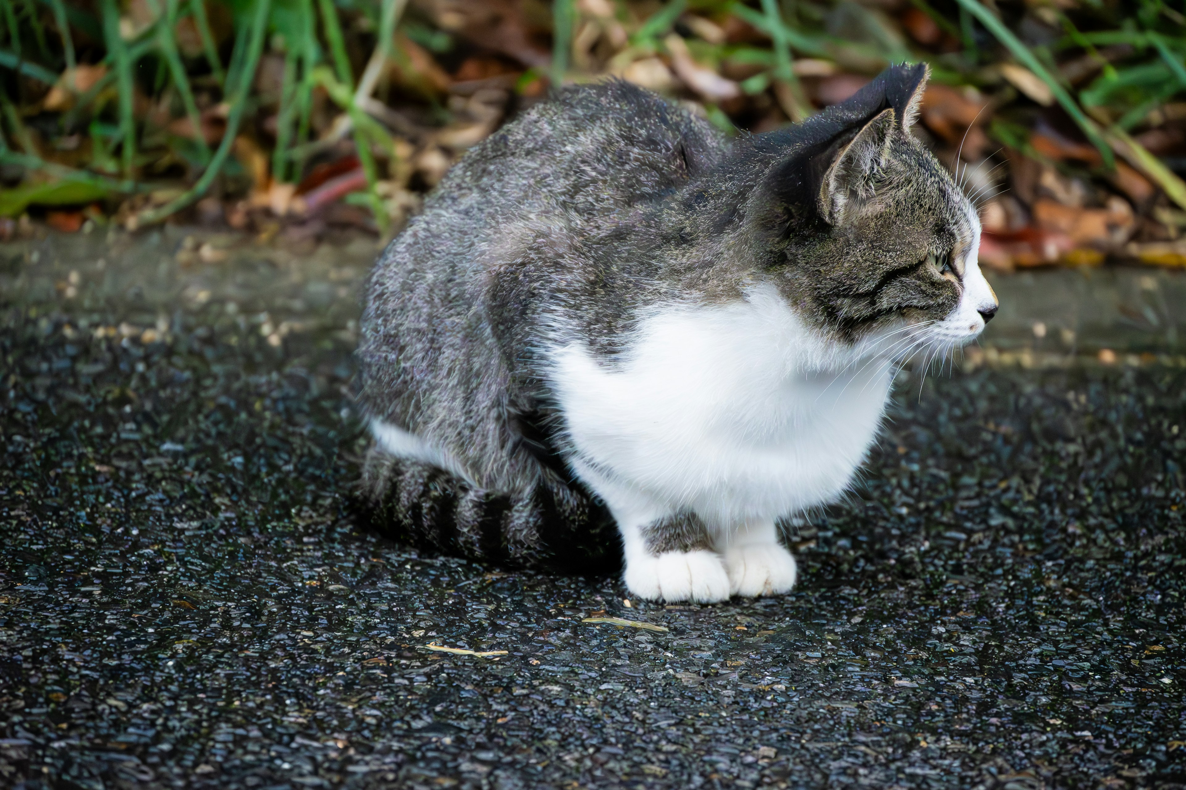 Gatto grigio e bianco seduto accanto alla strada con erba verde sullo sfondo