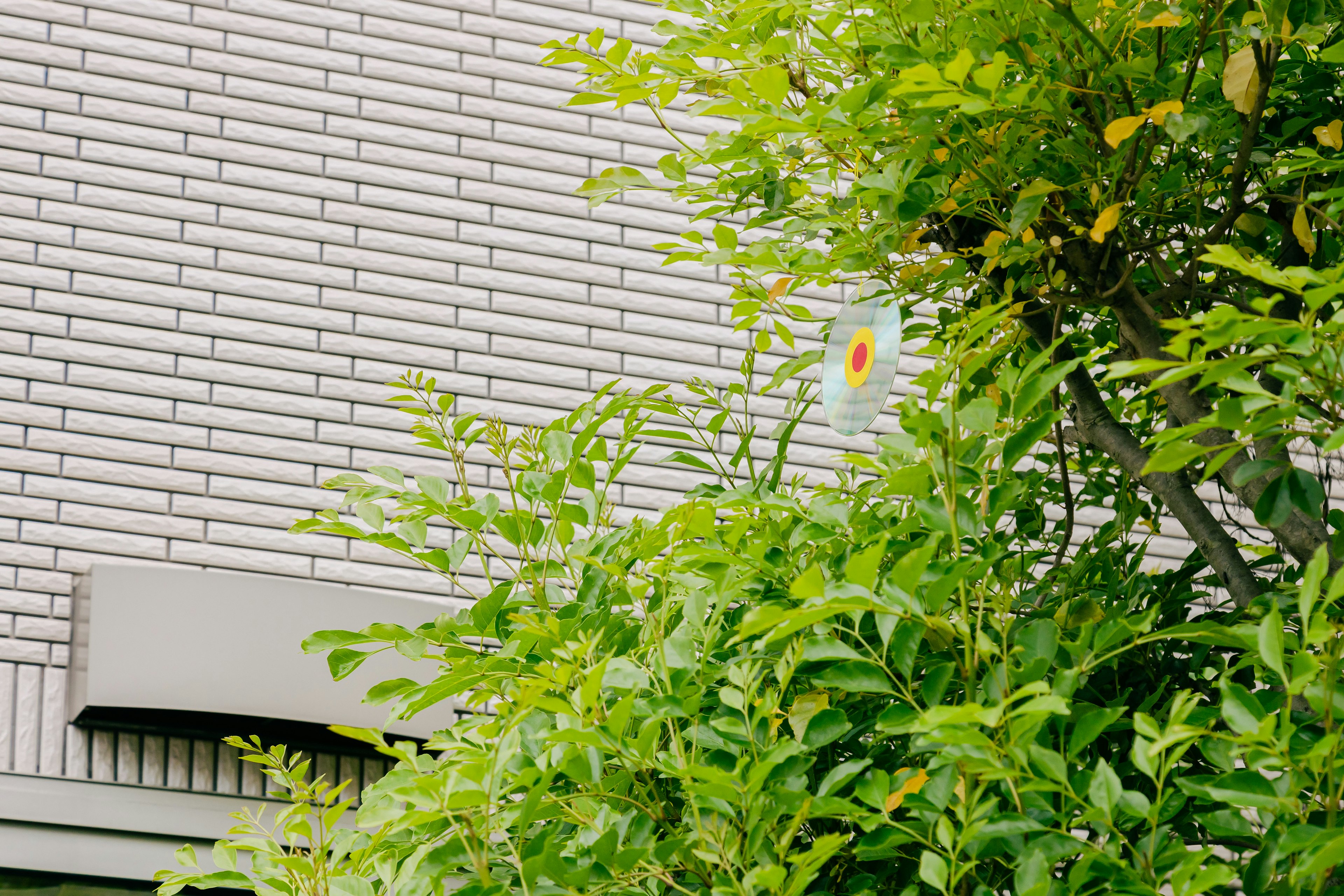 Partie d'un mur extérieur d'un bâtiment entouré de feuilles vertes et d'une fleur