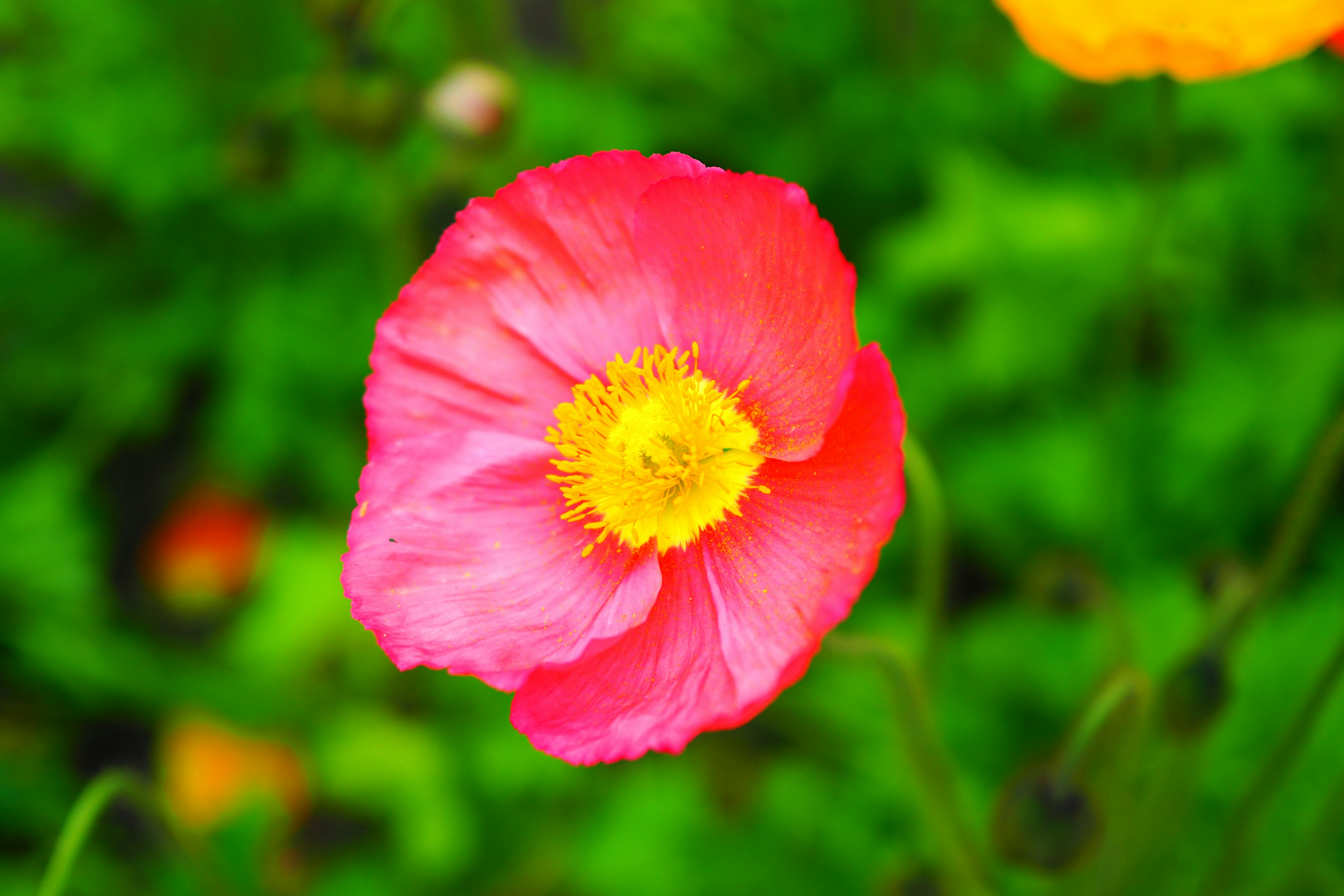 Fleur rose vif avec un centre jaune