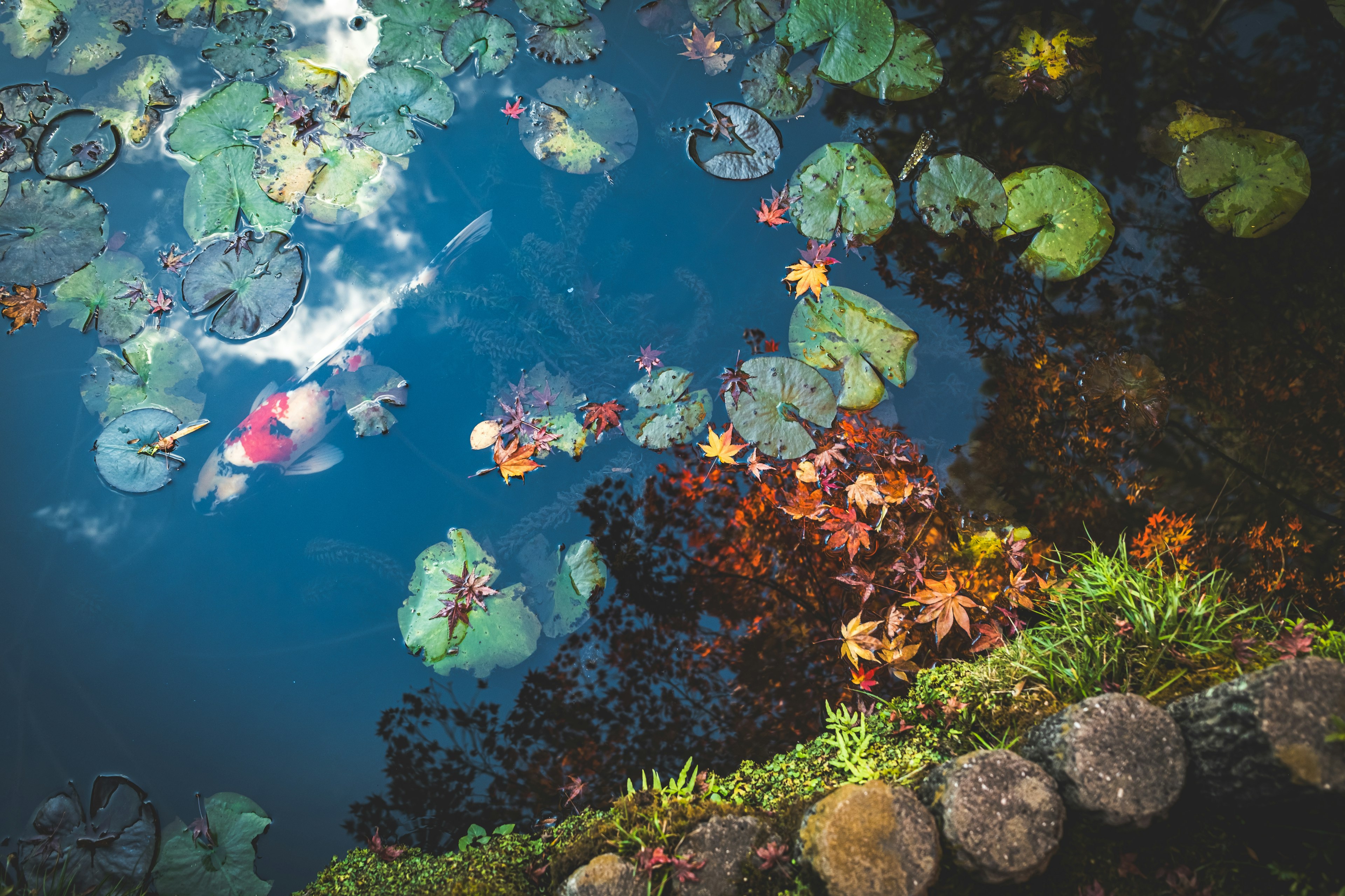 Serene pond view with lily pads and autumn leaves floating on the water