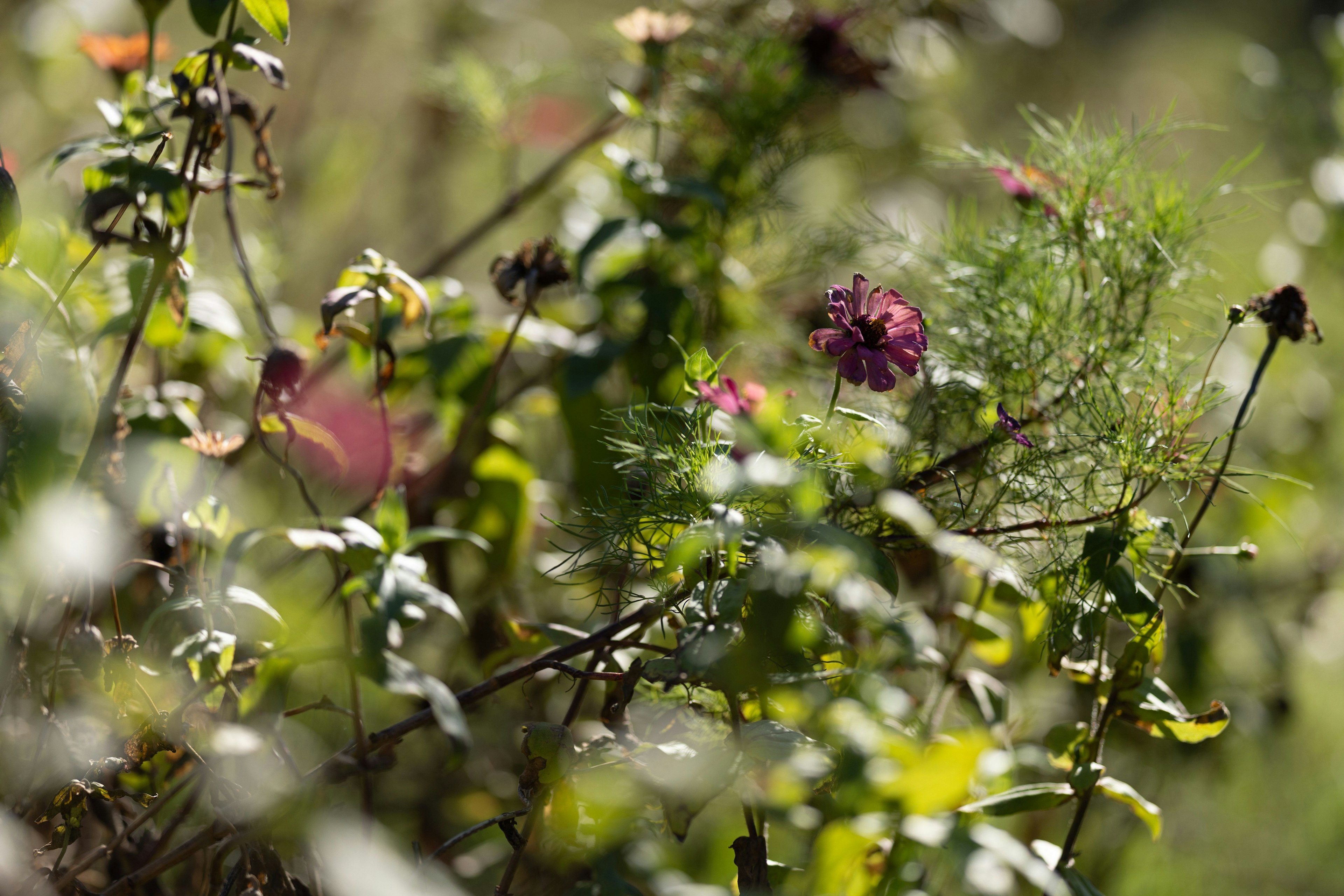 Eine natürliche Szene mit bunten Blumen und grünen Blättern
