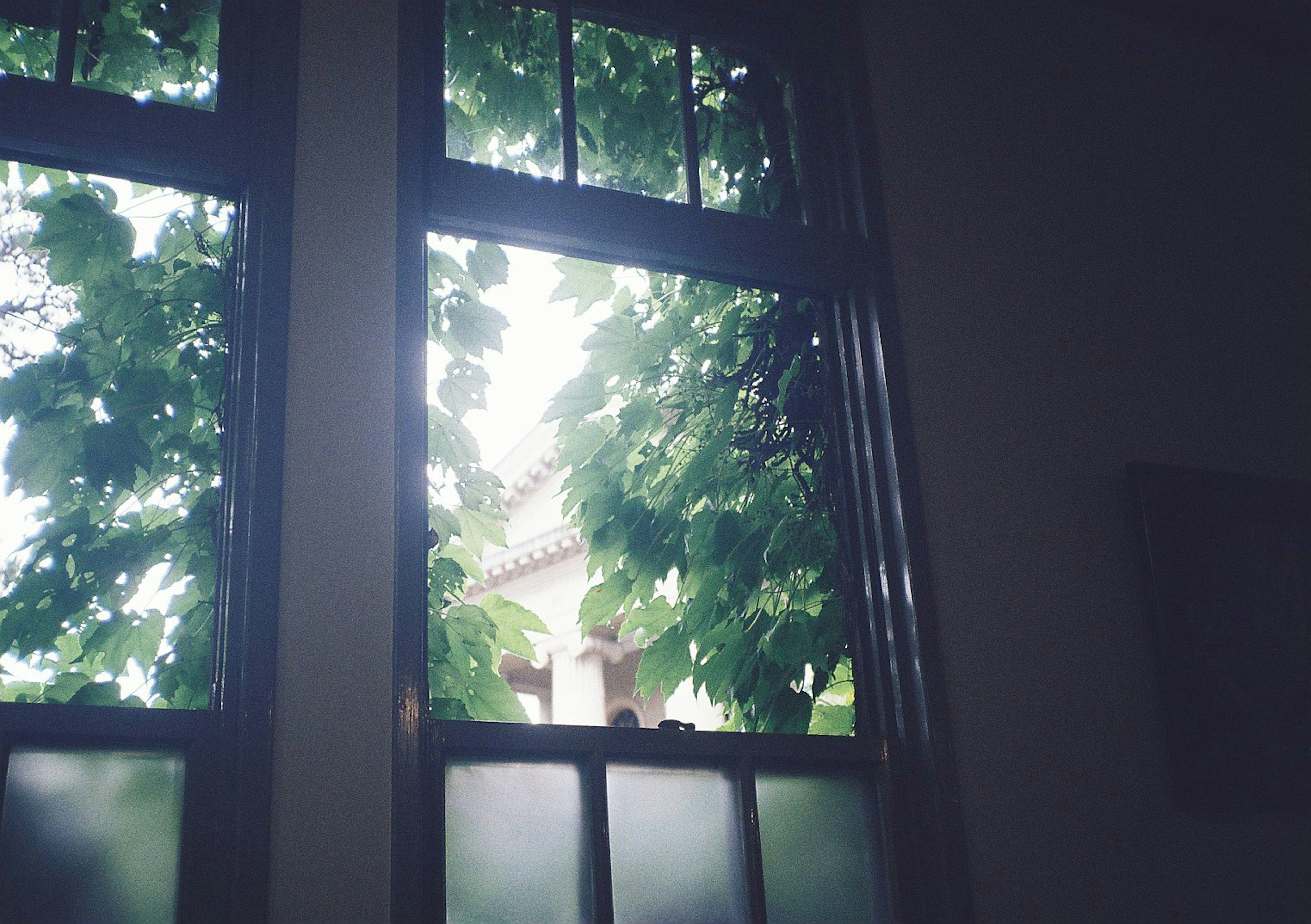 View of green leaves and part of a building through a window