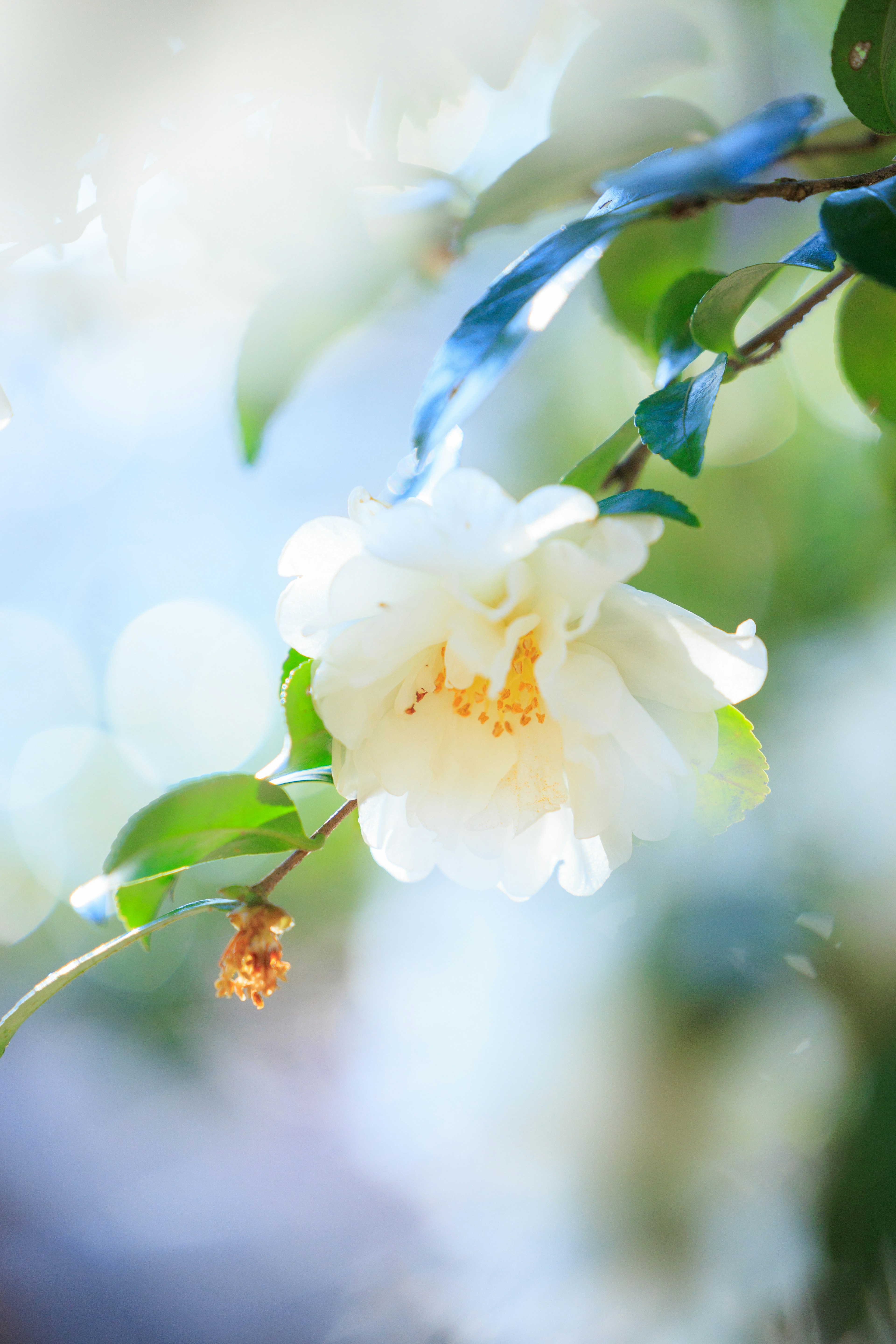 A delicate white flower with yellow center surrounded by green leaves